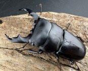 【WD】《ラマヒラタクワガタ 64mm ペア》