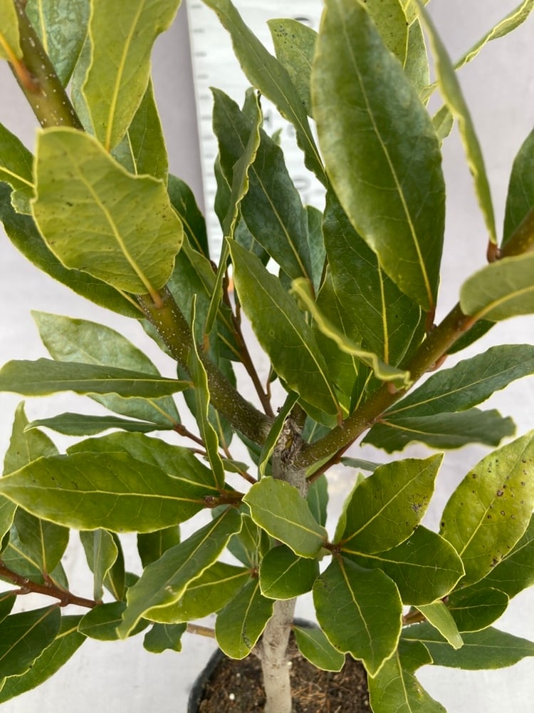 樹木 | 日本ライン花木センター