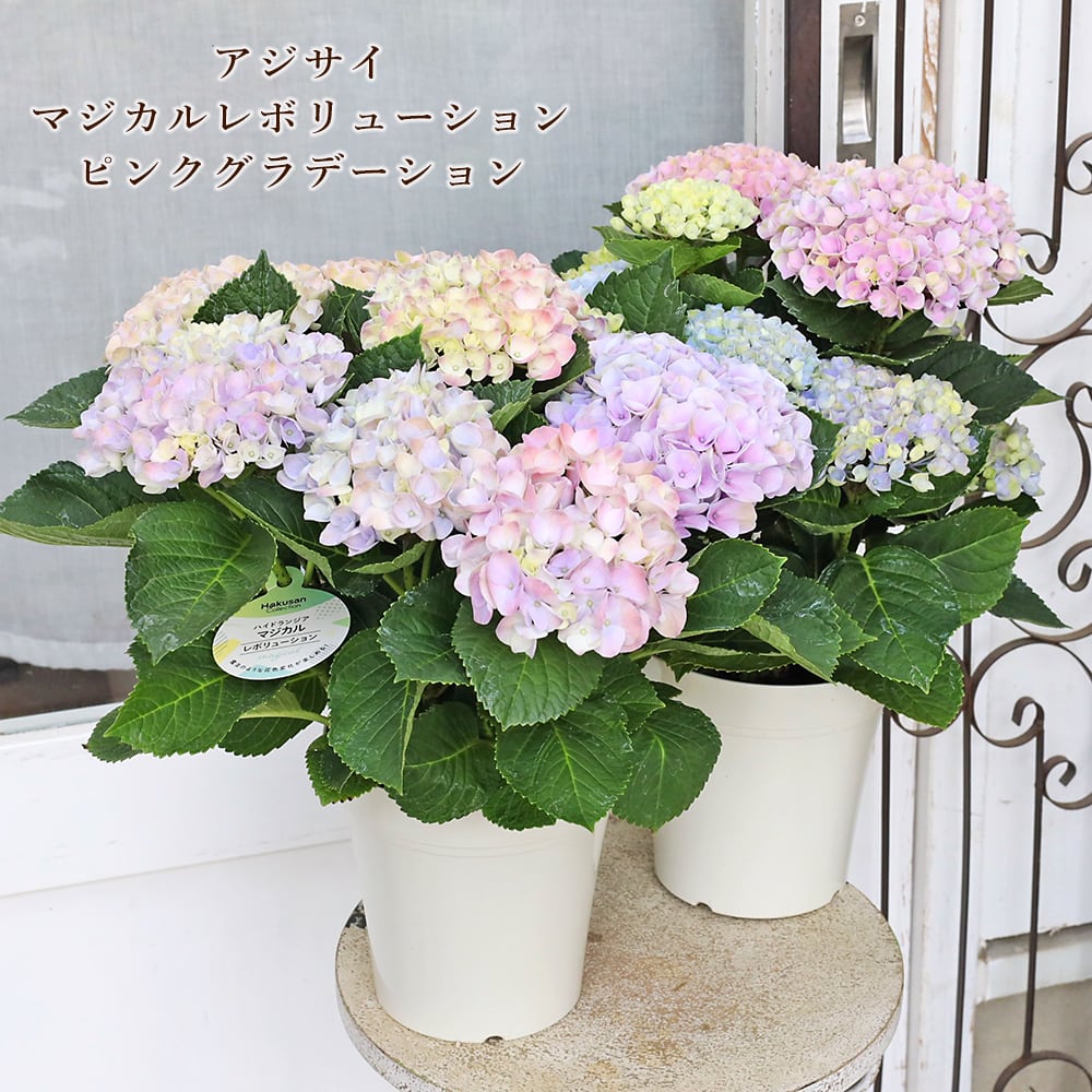 アジサイ 月虹ピンク○4年もの開発期間 紫陽花 鉢植えも可能 5.5号
