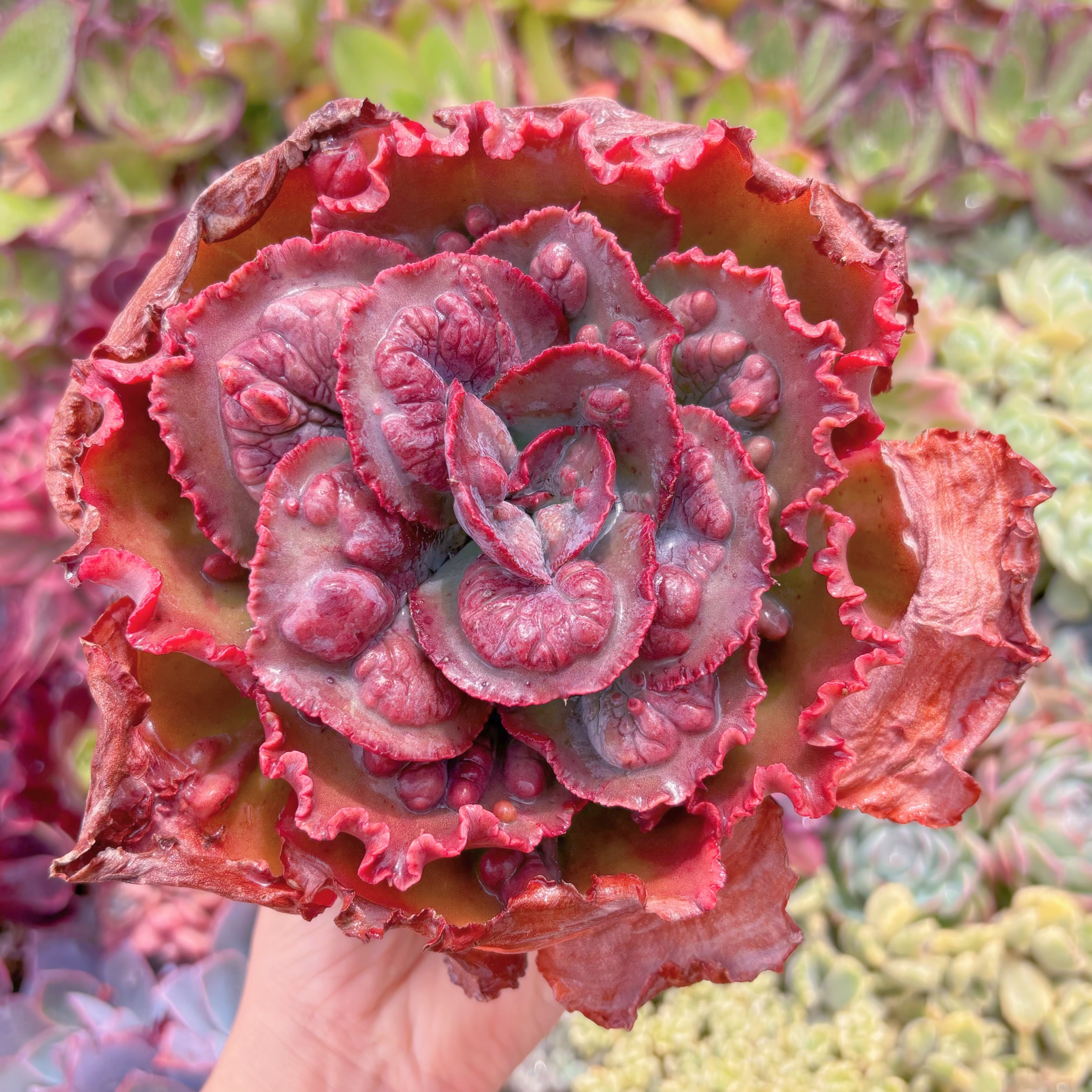 現品　cancan　x　Baron Bold#1160 　大苗　るる農園