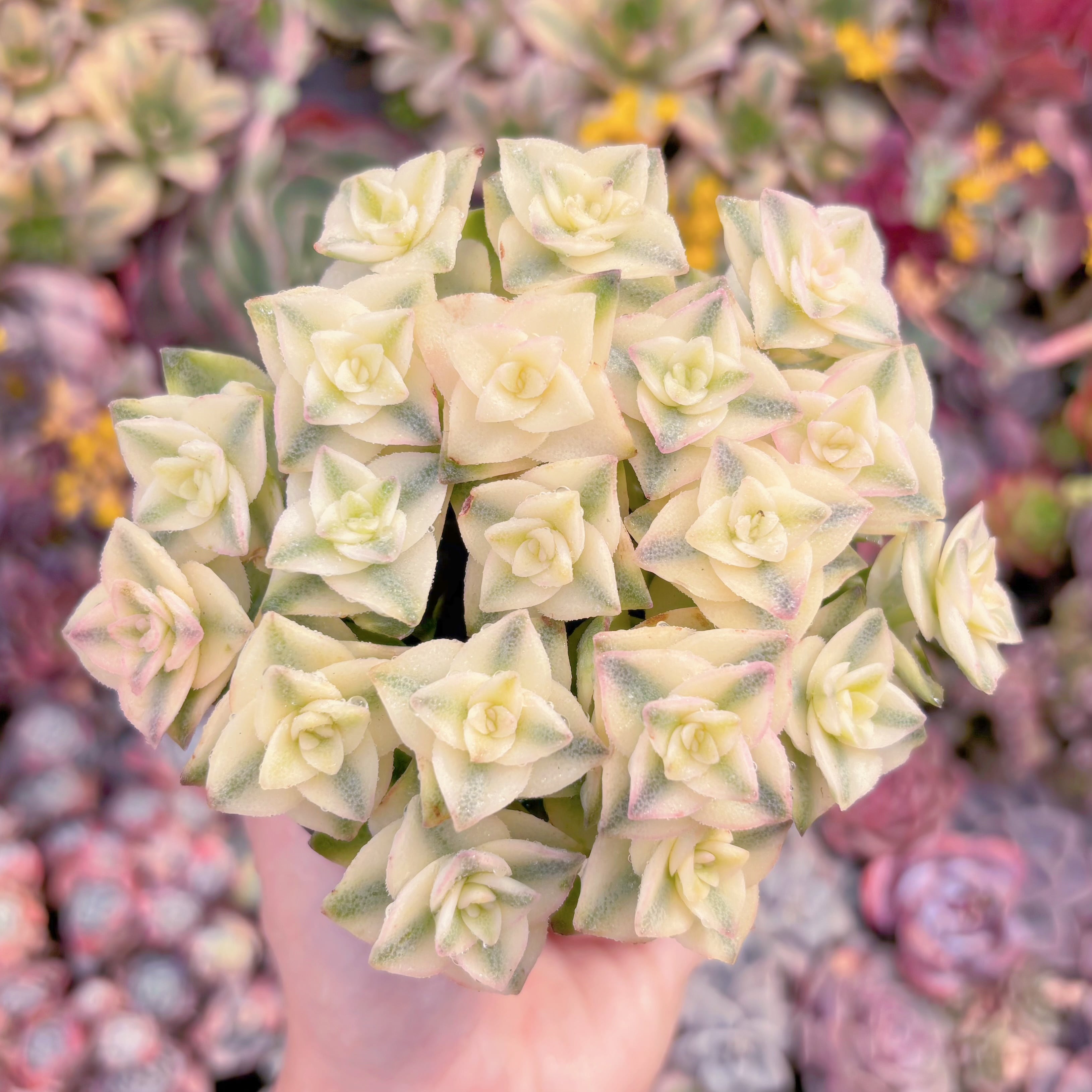 現品　十字星錦#M089　るる農園