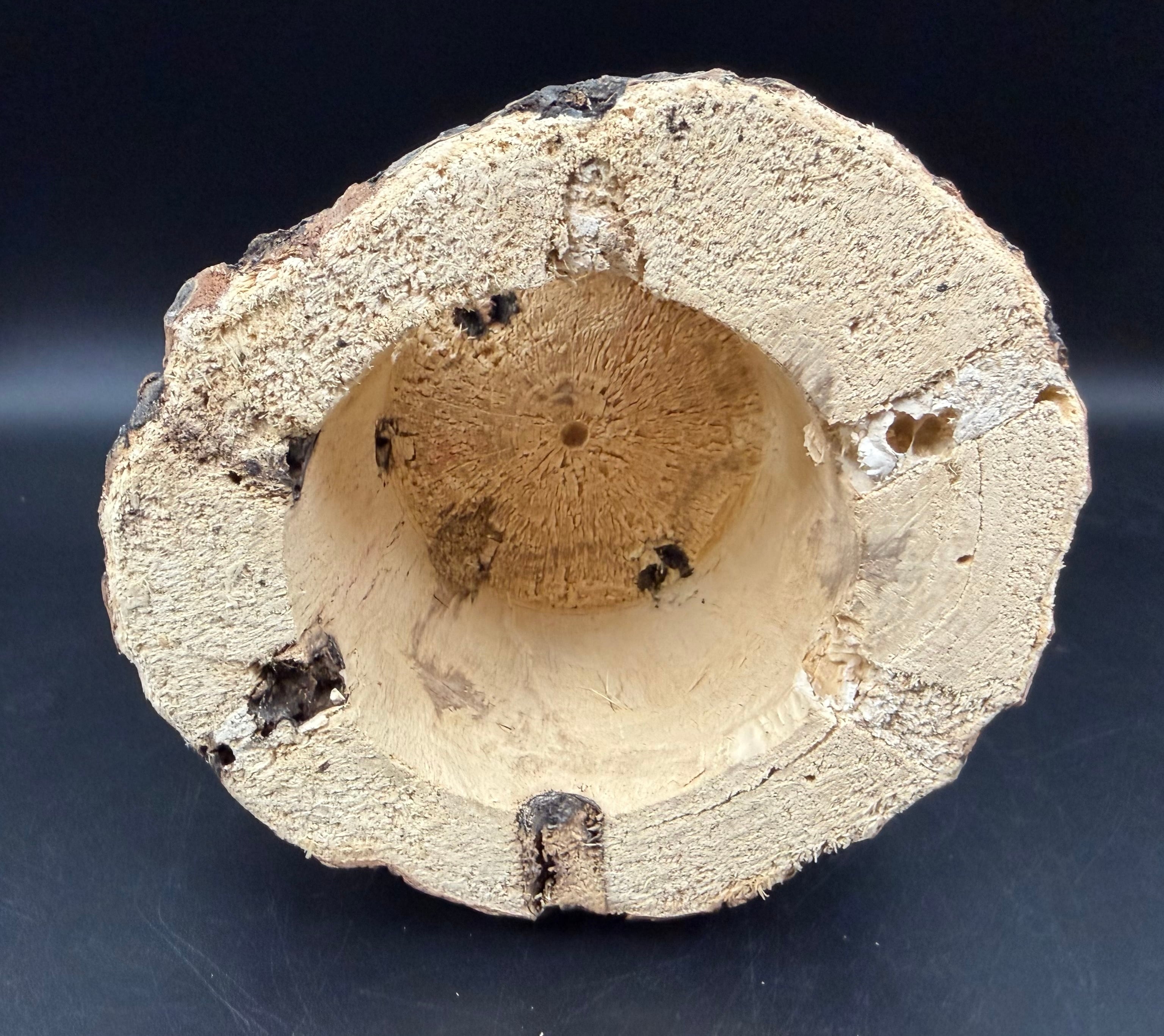 ゼリー穴付き原木シェルター クワガタのお部屋（クワ部屋） | KPW公式