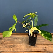 フィロデンドロン　フロリダビューティー【517】