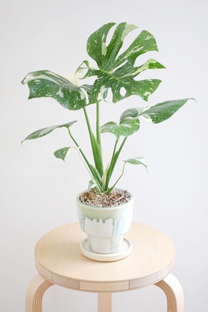 【M】モンステラ タイコンステレーション/Monstera deliciosa