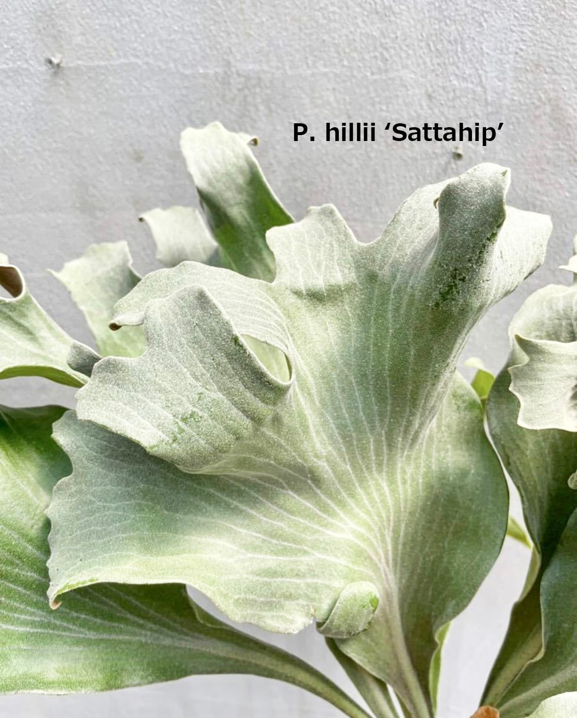 P. hillii 'Sattahip' ビカクシダ ヒリー 'サタヒップ' | vandaka plants