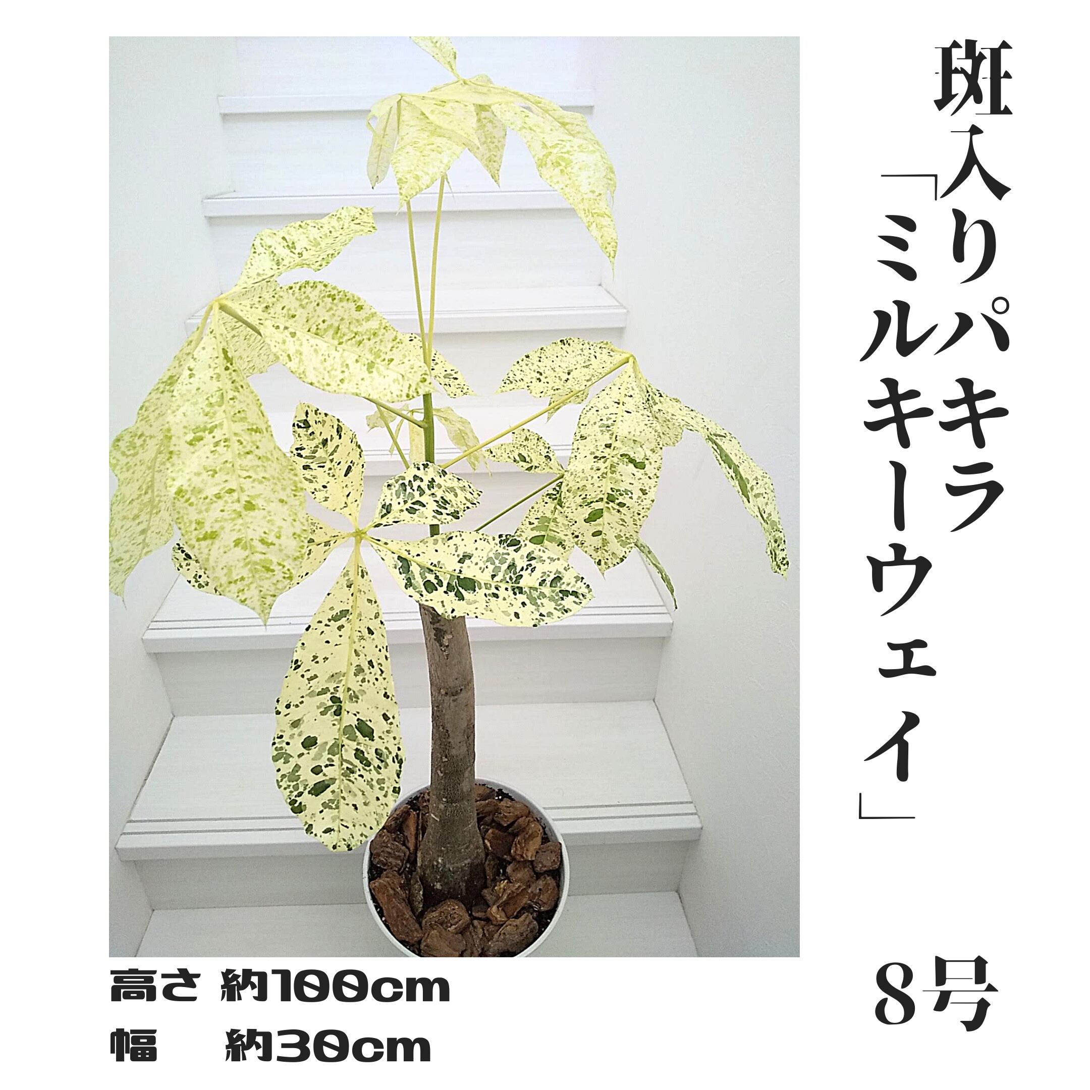 《観葉植物》 斑入りパキラ陶器鉢「ミルキーウェイ」 8号鉢 札幌市 《観葉植物》 斑入りパキラ陶器鉢「ミルキーウェイ」 8号鉢 札幌市