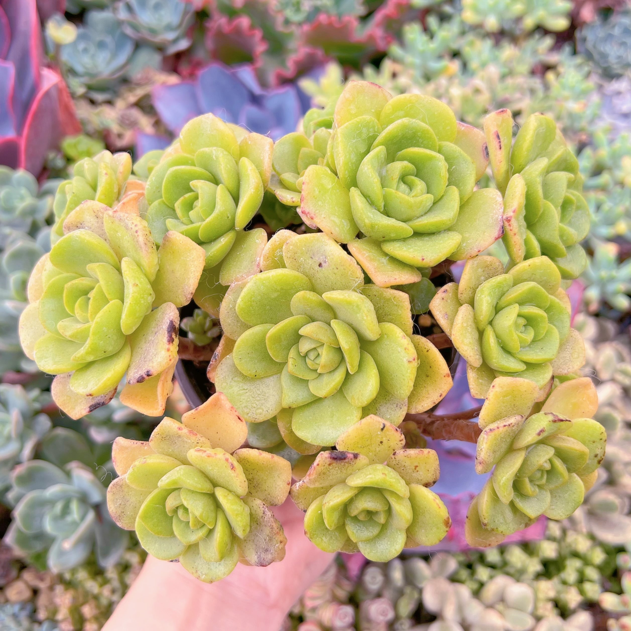 現品　リリーパット#G025　群生　新入荷　るる農園