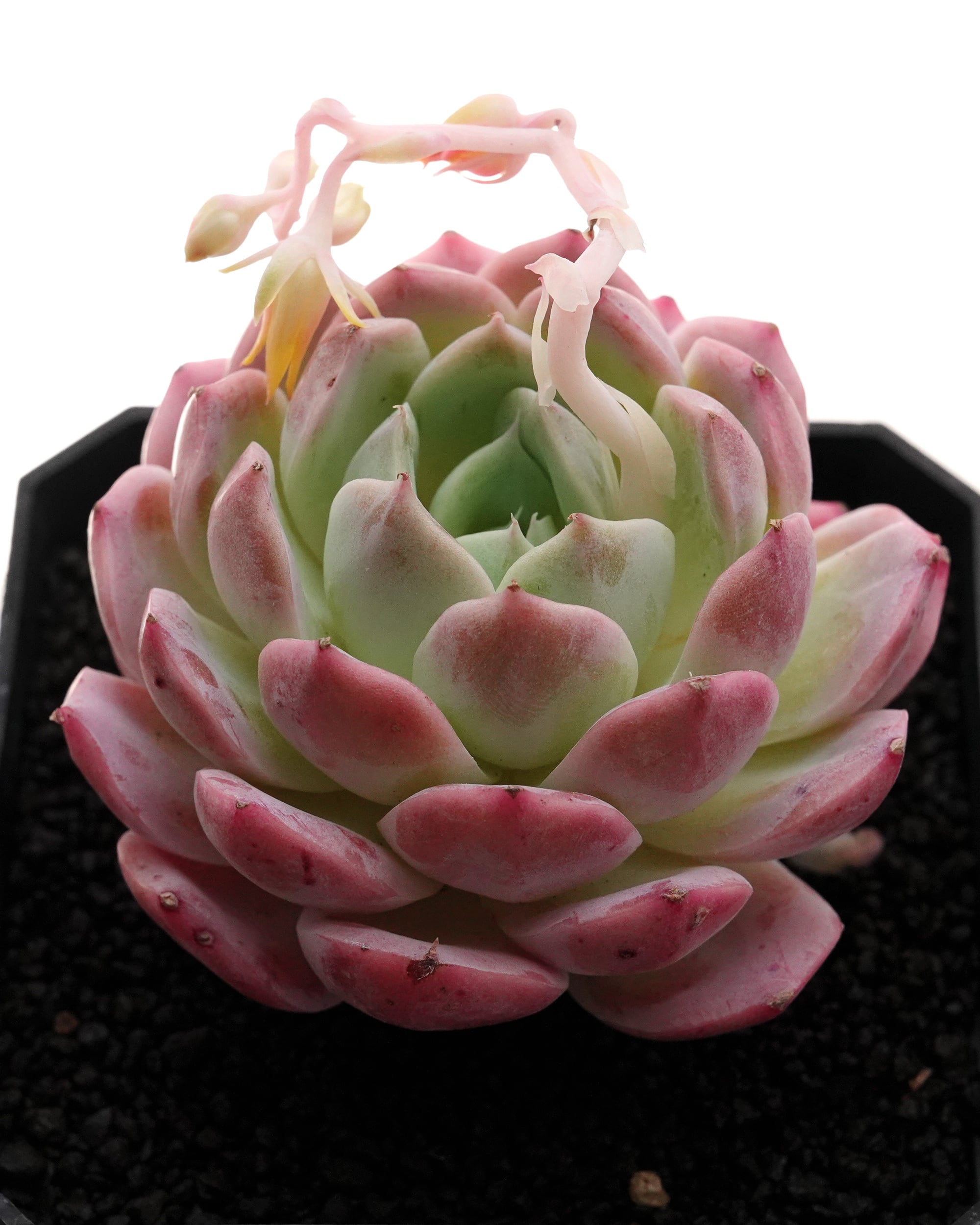 カット苗 ピンクロマンス 【日本初上陸？！】 Echeveria 'Pink Romance
