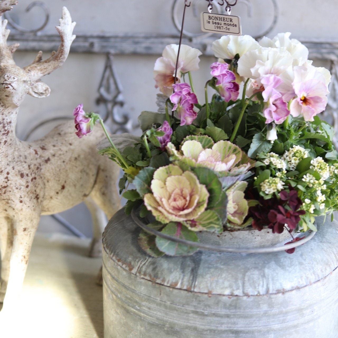 冬から春に楽しむ寄せ植え　ミルク缶でハボタンあかねのお正月におすすめの寄せ植え　ピック付き　お正月にオススメ　届いてすぐ玄関に飾れる 　プレゼントにもオススメ　
