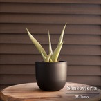 子株付き サンセベリア ミラノ Sansevieria Milano 3号鉢 観葉植物 サンスベリア 1018BK
