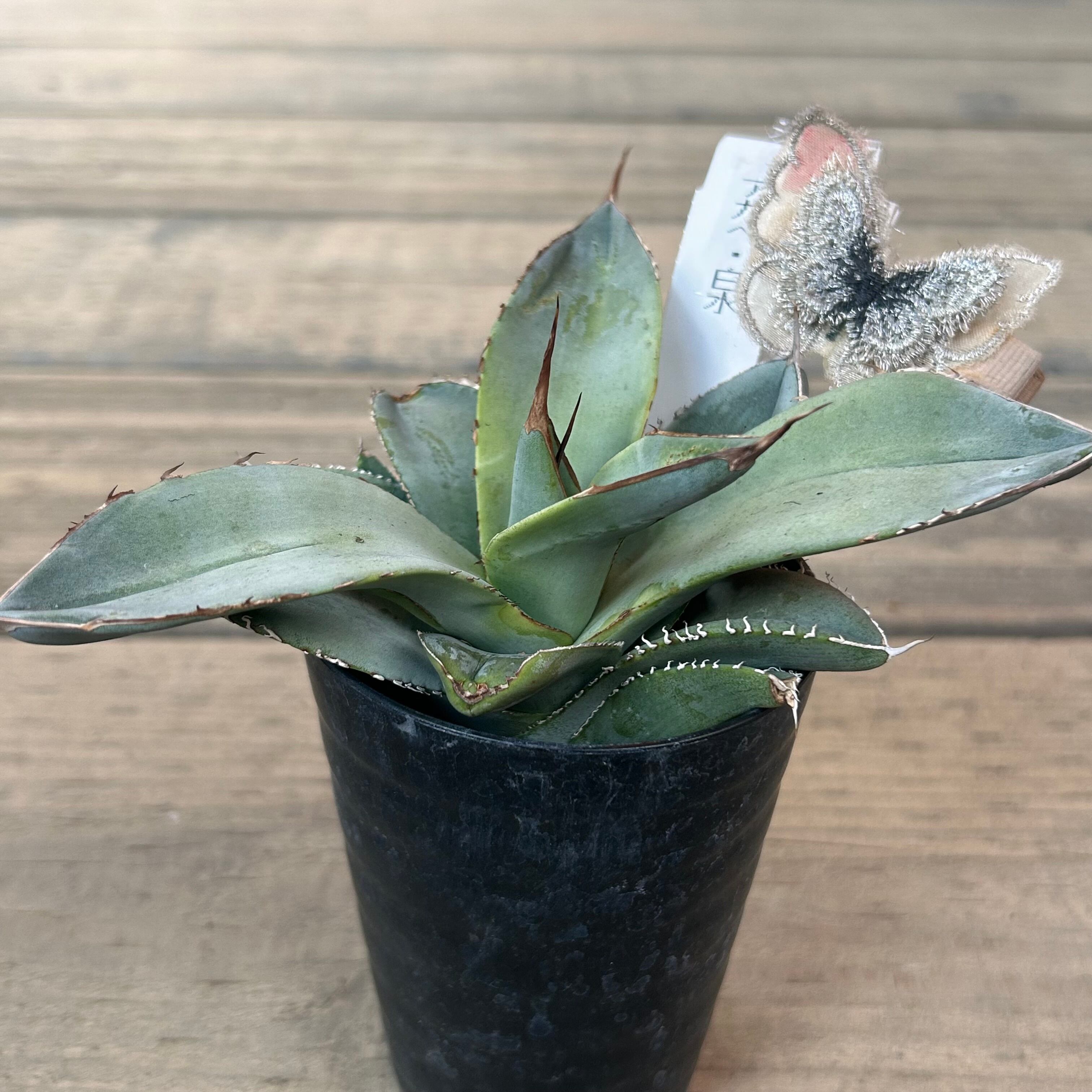 多肉植物 アガべ 樹氷濃白株 美株 極上大株 Lj_plantsQ410 厳選 多肉