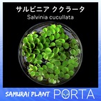 サルビニア ククラータ　 水草　浮草　（無農薬）3株