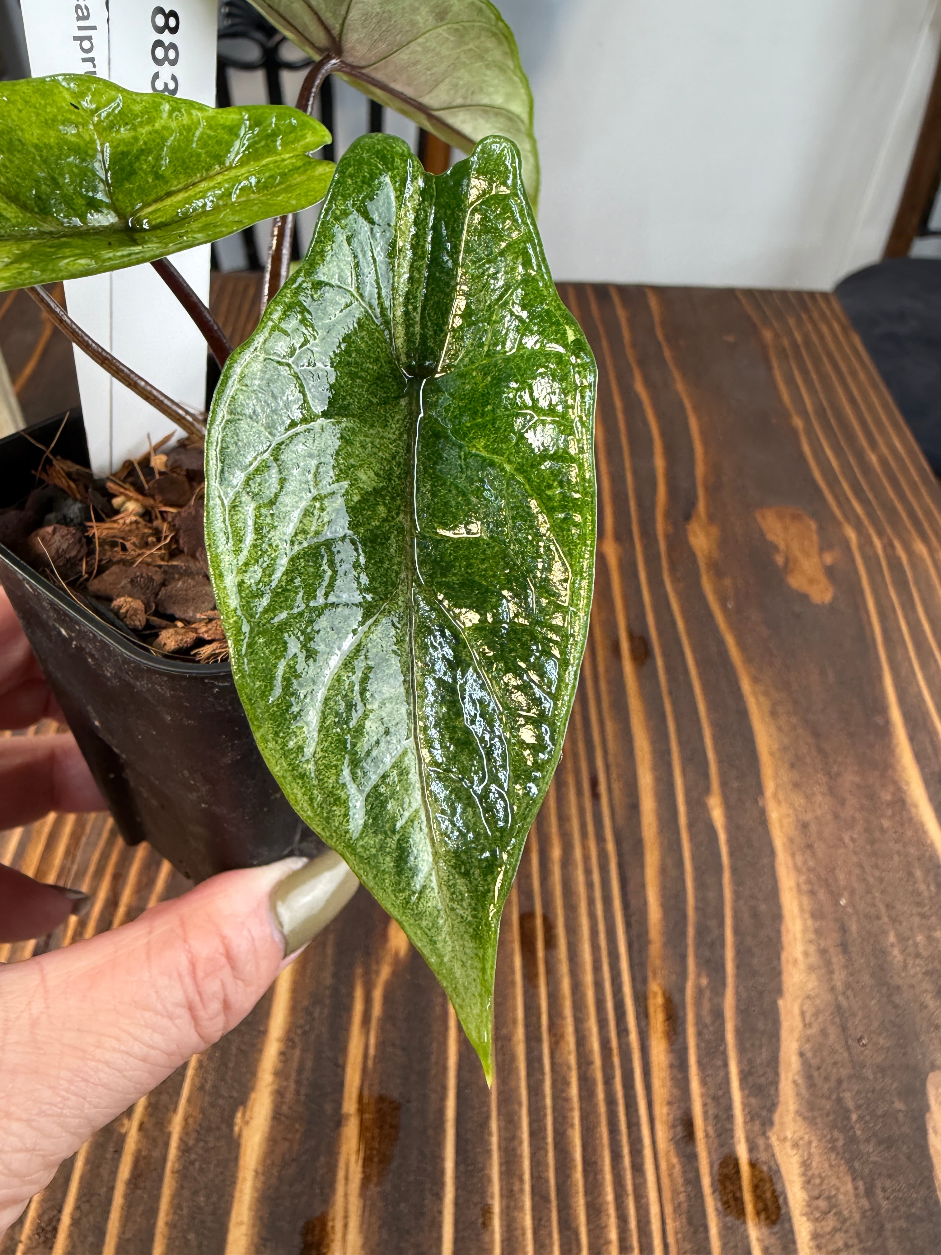 ☆1883【希少種】アロカシア スカルプラム ミント（2.5号ロング硬質