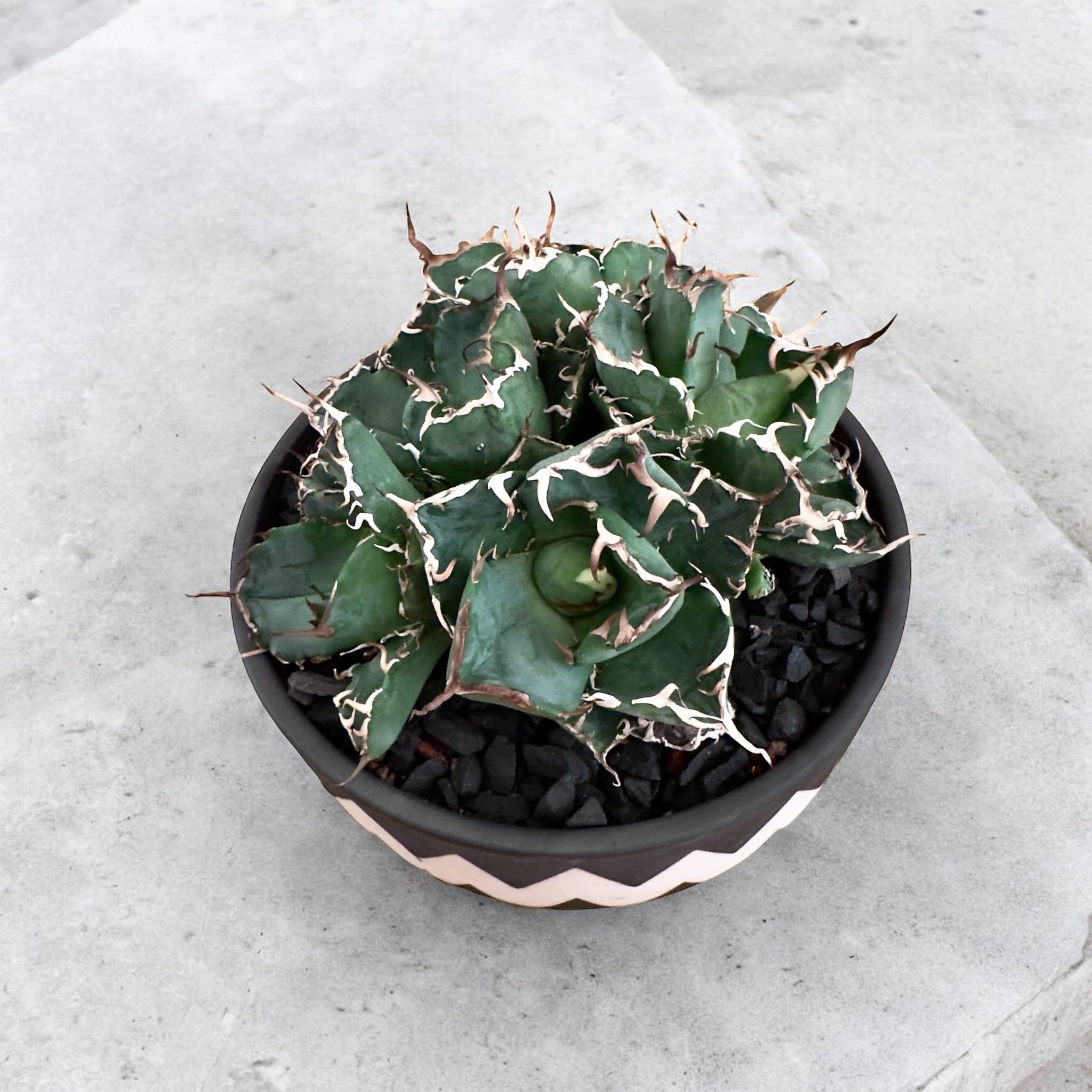 ◎Agave ◎ 島田 白鯨◎ サボテン 多肉植物 アガベ 塊根植物