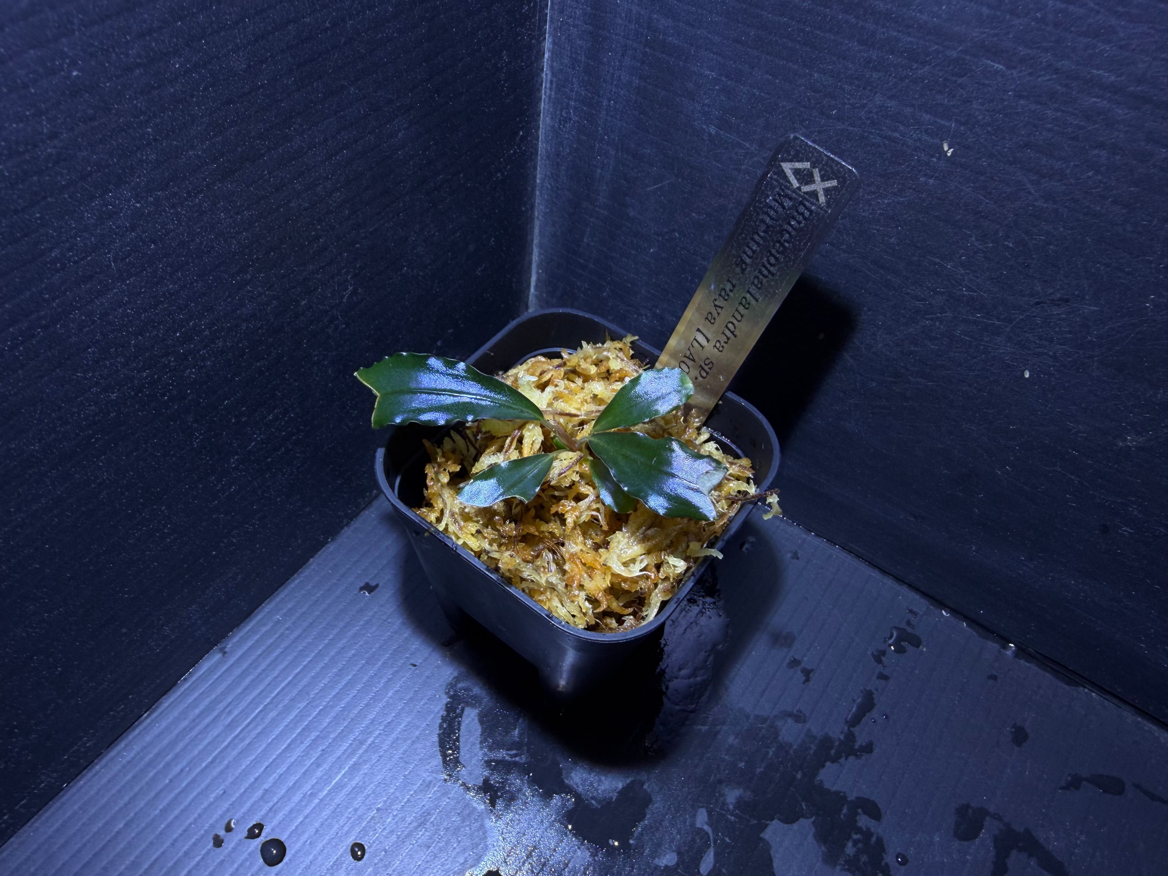 ブセファランドラ | AquaFocus