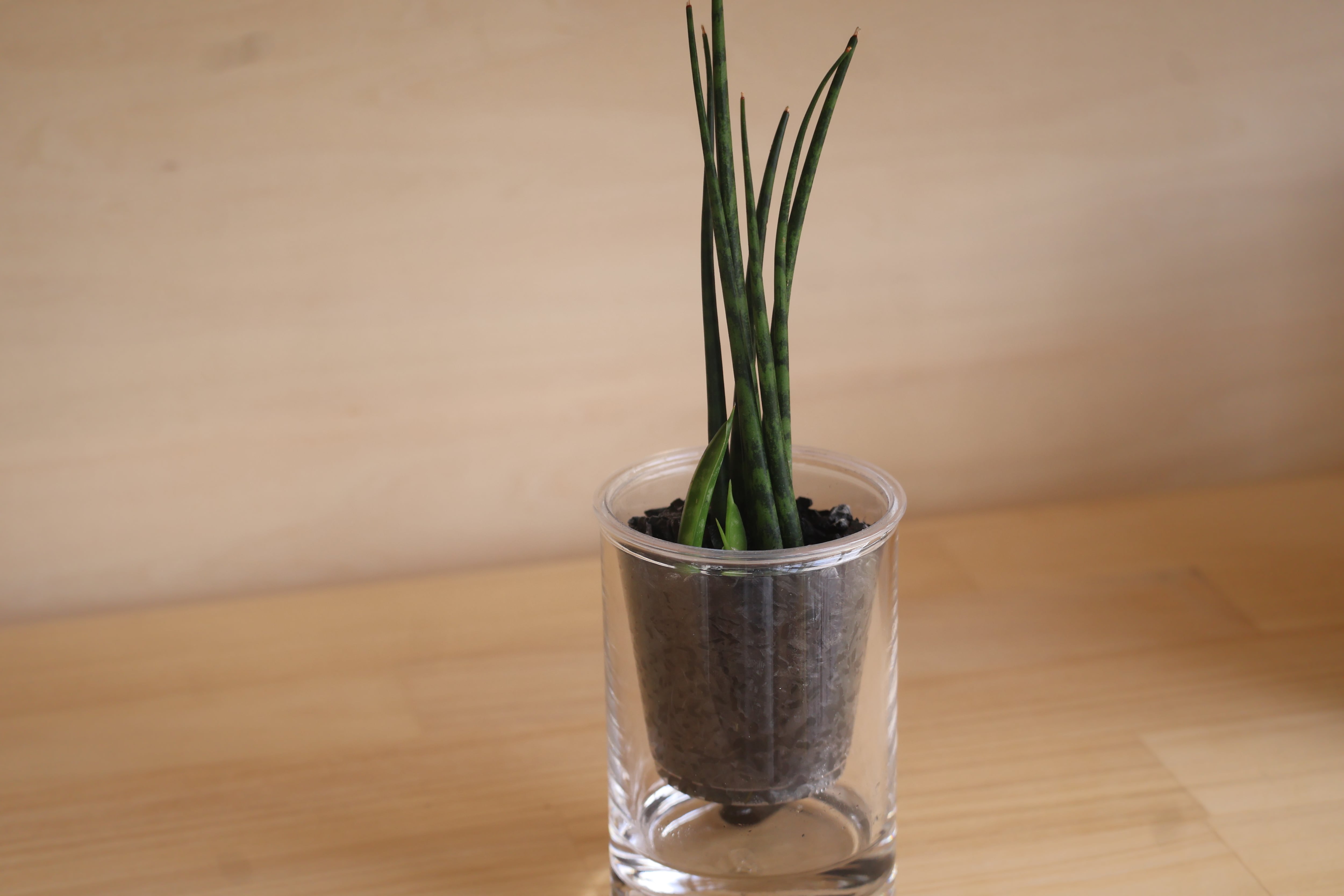 選べる炭の樹・花瓶セット【炭の樹 1鉢・花瓶 2個】 | sumino