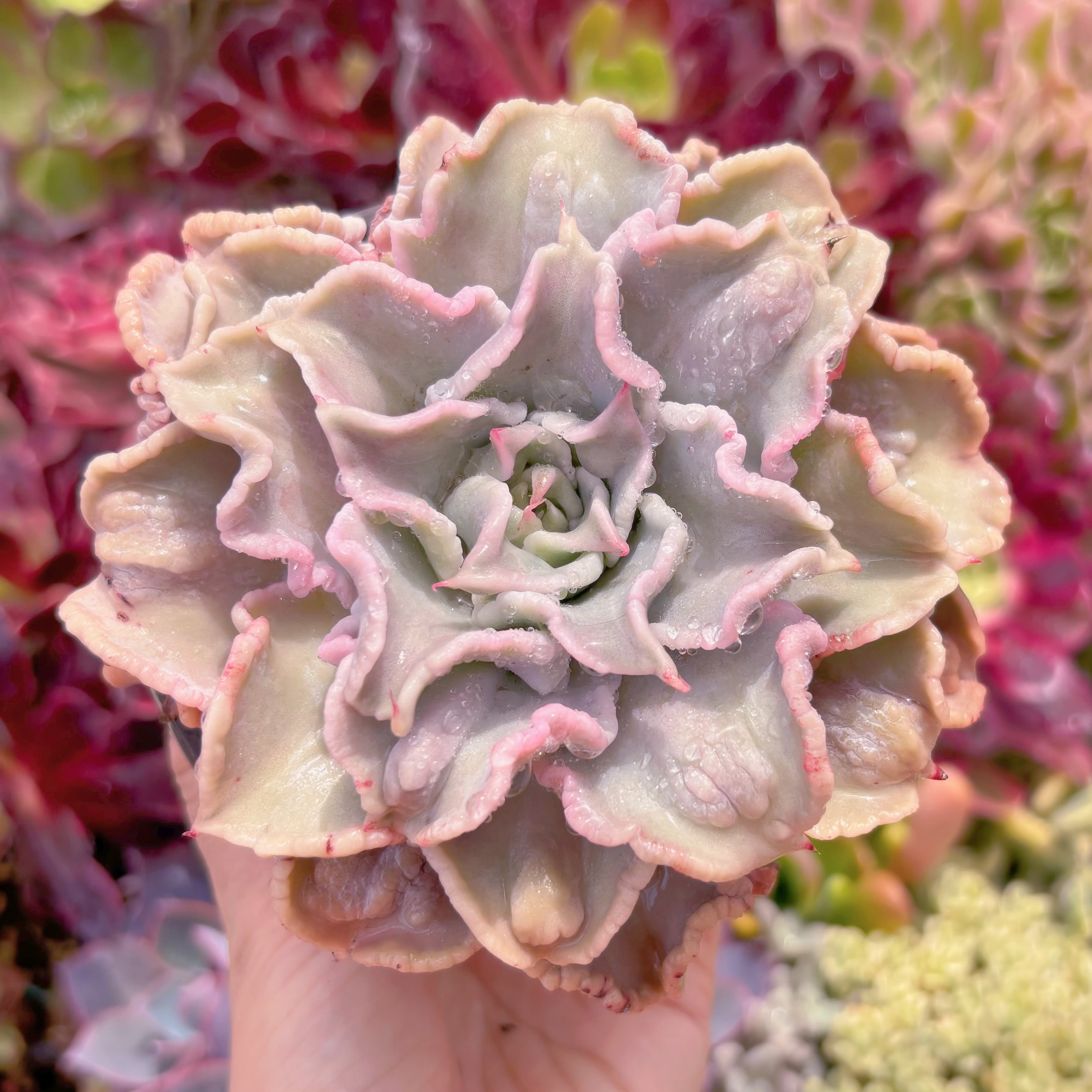 現品　コブマディバ#A08　るる農園