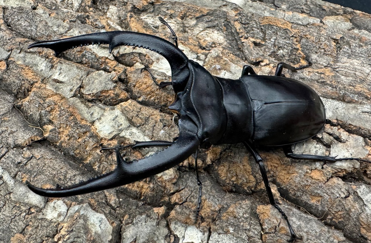 【WD】《マンディブラリスフタマタ 98mm A’品ペア》