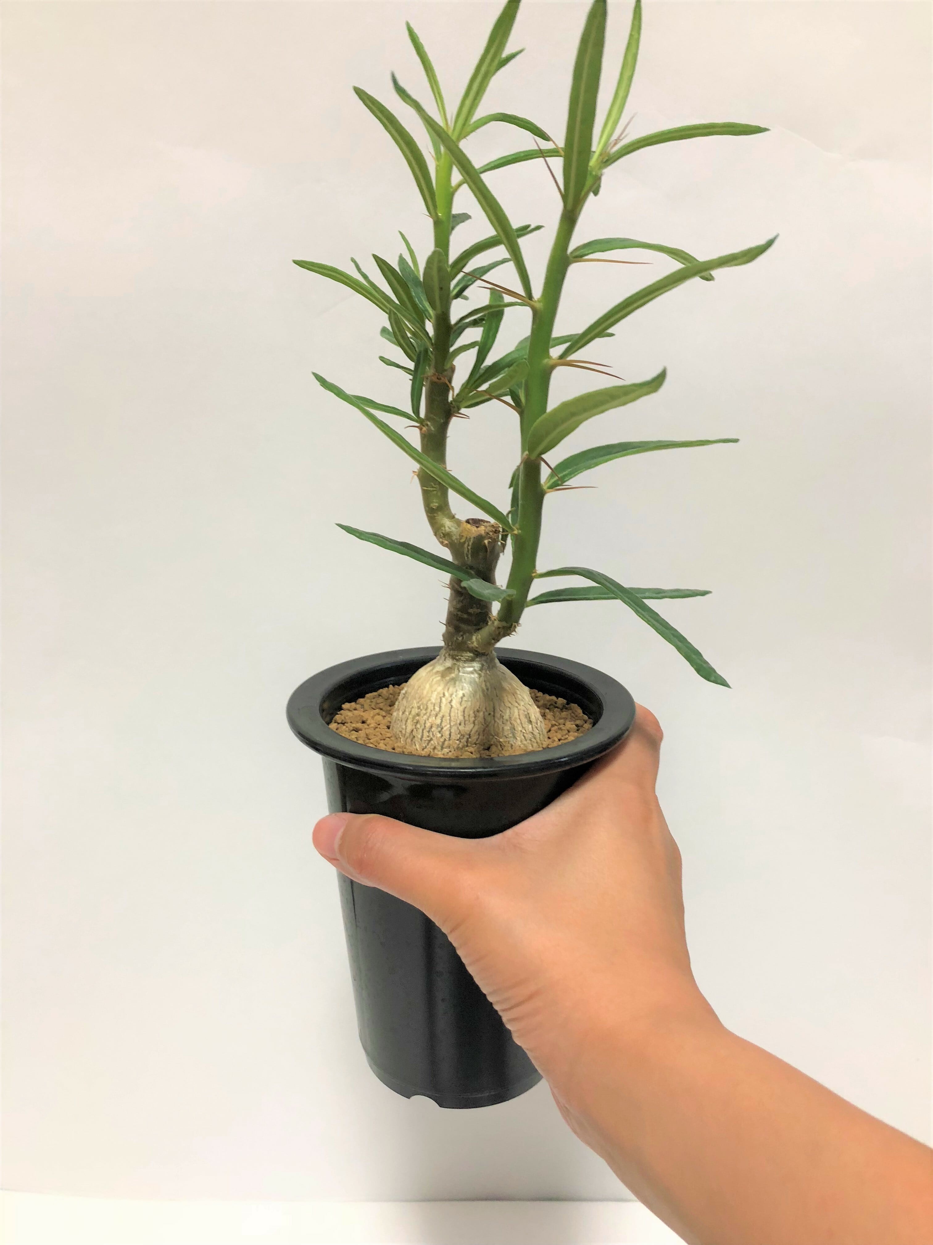 Pachypodium succulentum パキポディウム サキュレンタム 天馬空 塊根