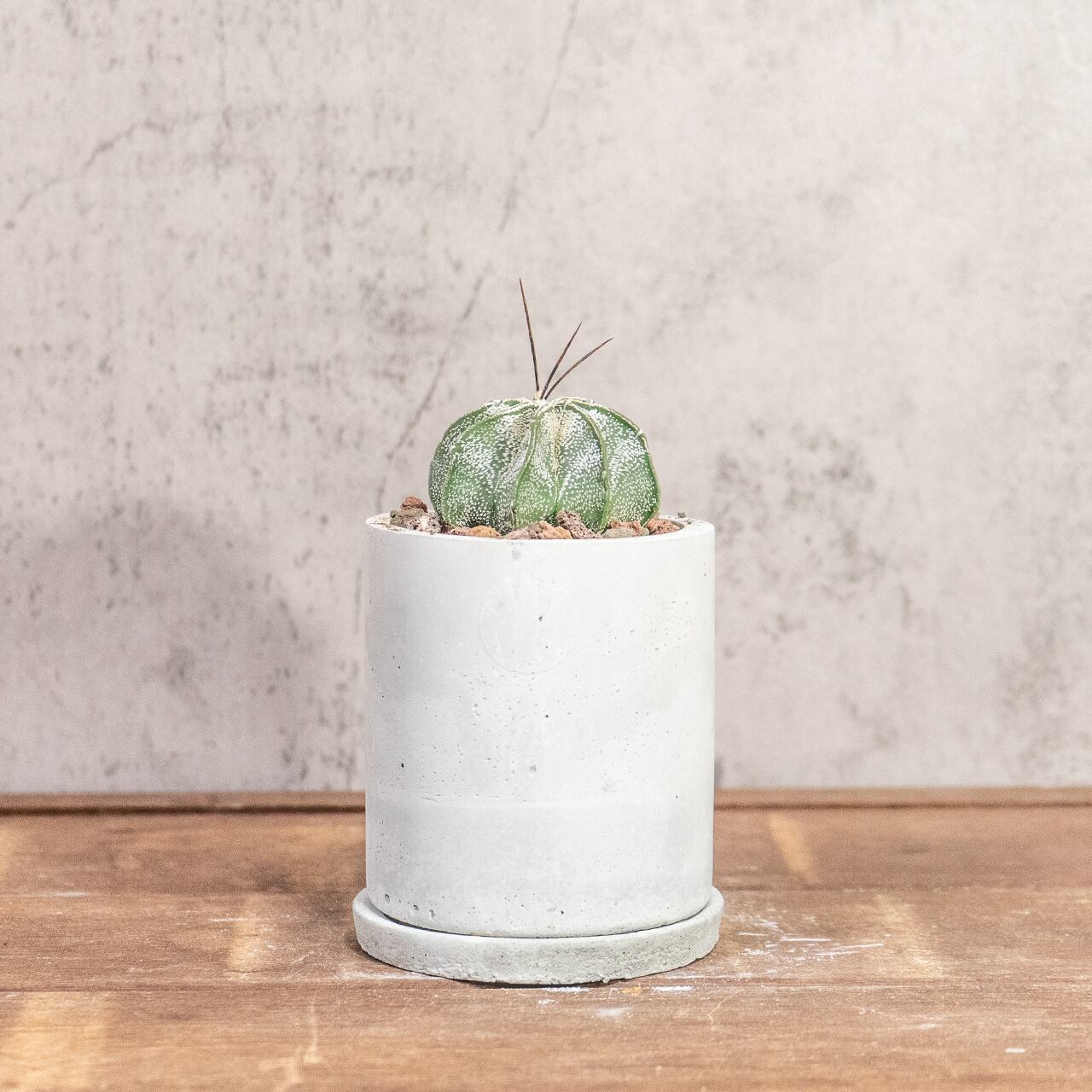 ニベウム(Astrophytum niveum)|雪のような白斑が美しいアストロフィツム属の逸品【手作りモルタル鉢】