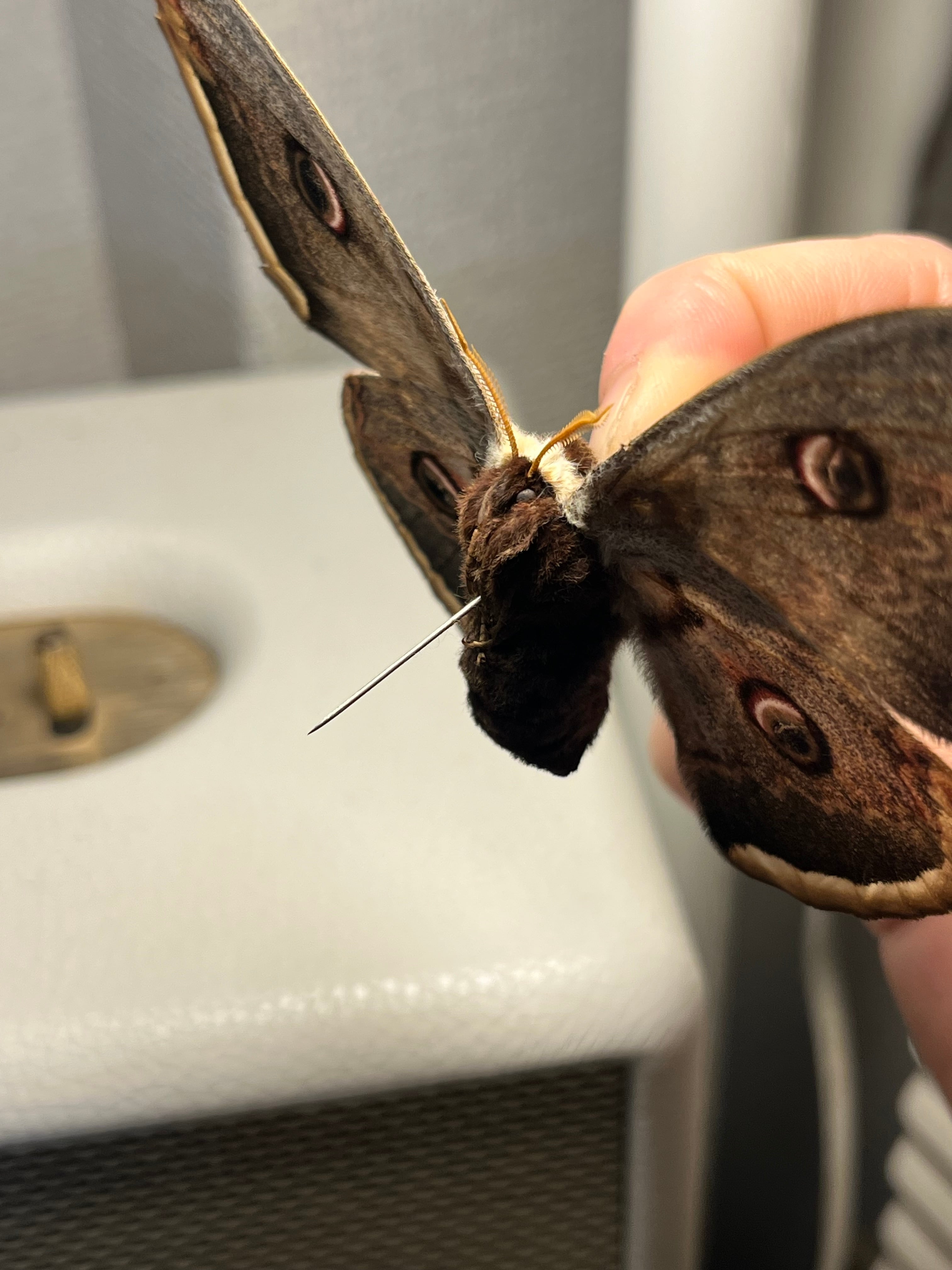 オオクジャクヤママユ シンジュサン オナガミズアオ オオミズアオ 標本