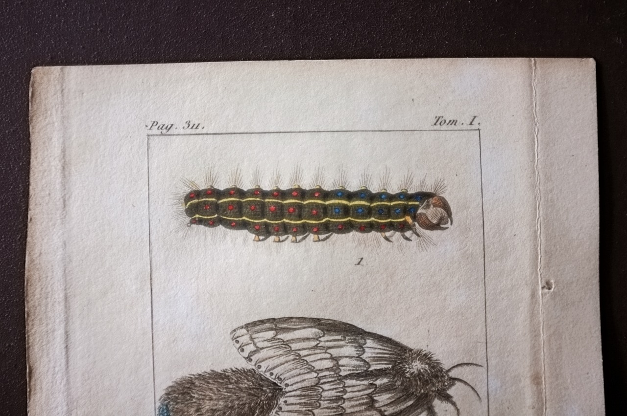 1780s フランス ビュフォン伯爵による蛾と幼虫の博物画c Buffon アンティーク