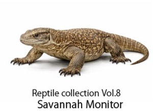 サバンナモニター 缶バッチキーホルダー Reptile collection Vol.8 / Savannah Monitor