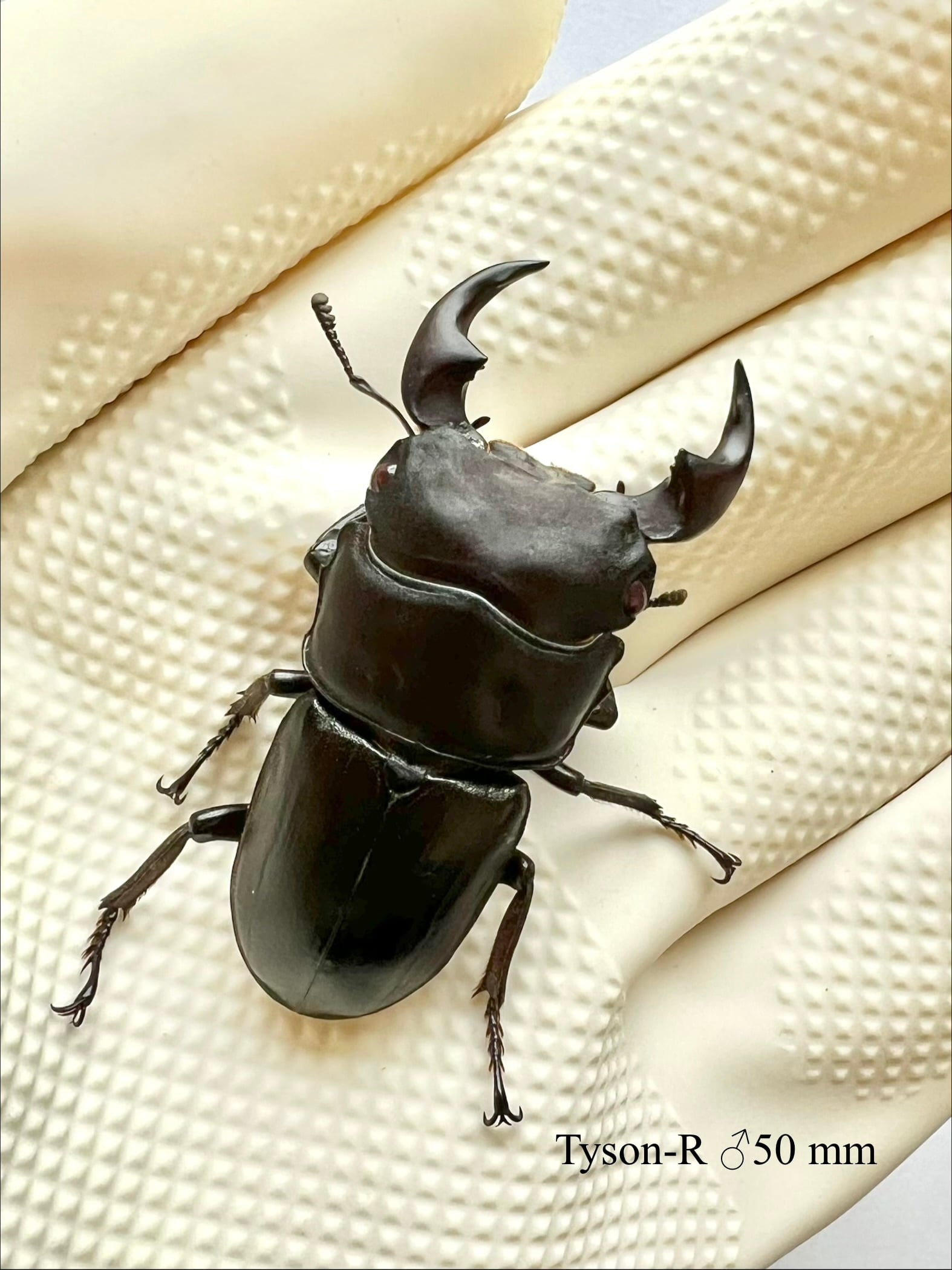 16】♂57mm・♀34mm本土ヒラタクワガタ ペア 群馬県産 | Pay ID