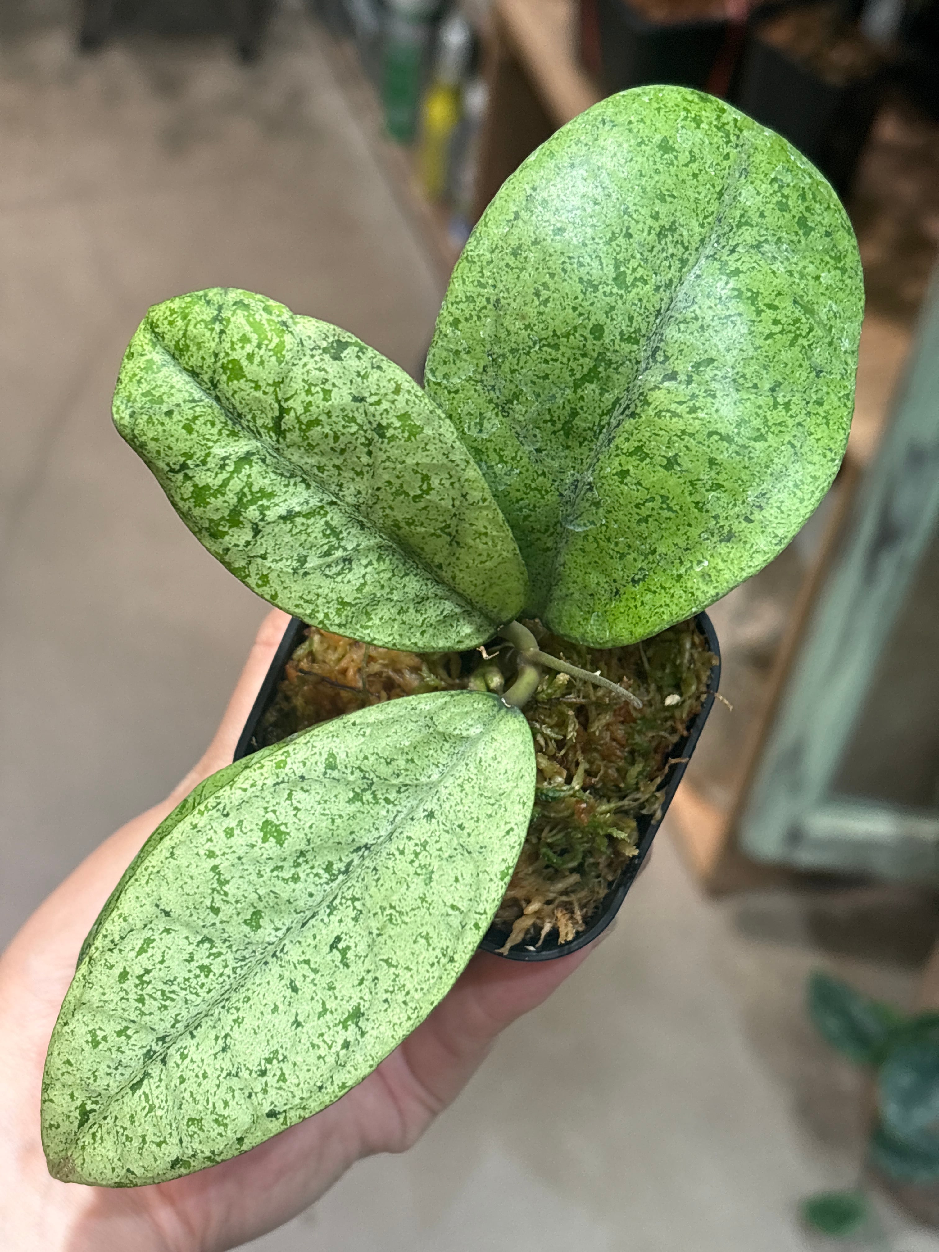 ホヤ グヌンガディン ゴースト | MIDORIYA 観葉植物専門店