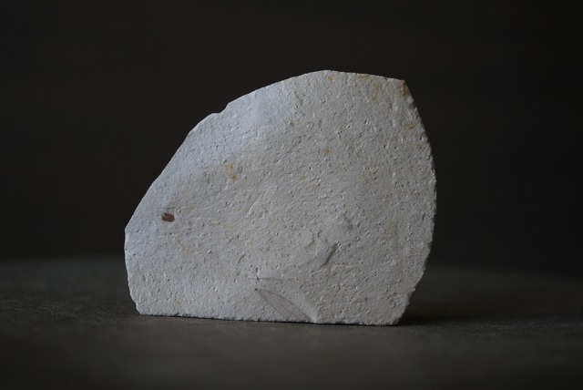 ハンガリー産木の葉化石 Leaf Fossil 1816