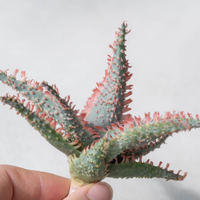 アロエ ハイブリッド -Aloe hybrid- No.1