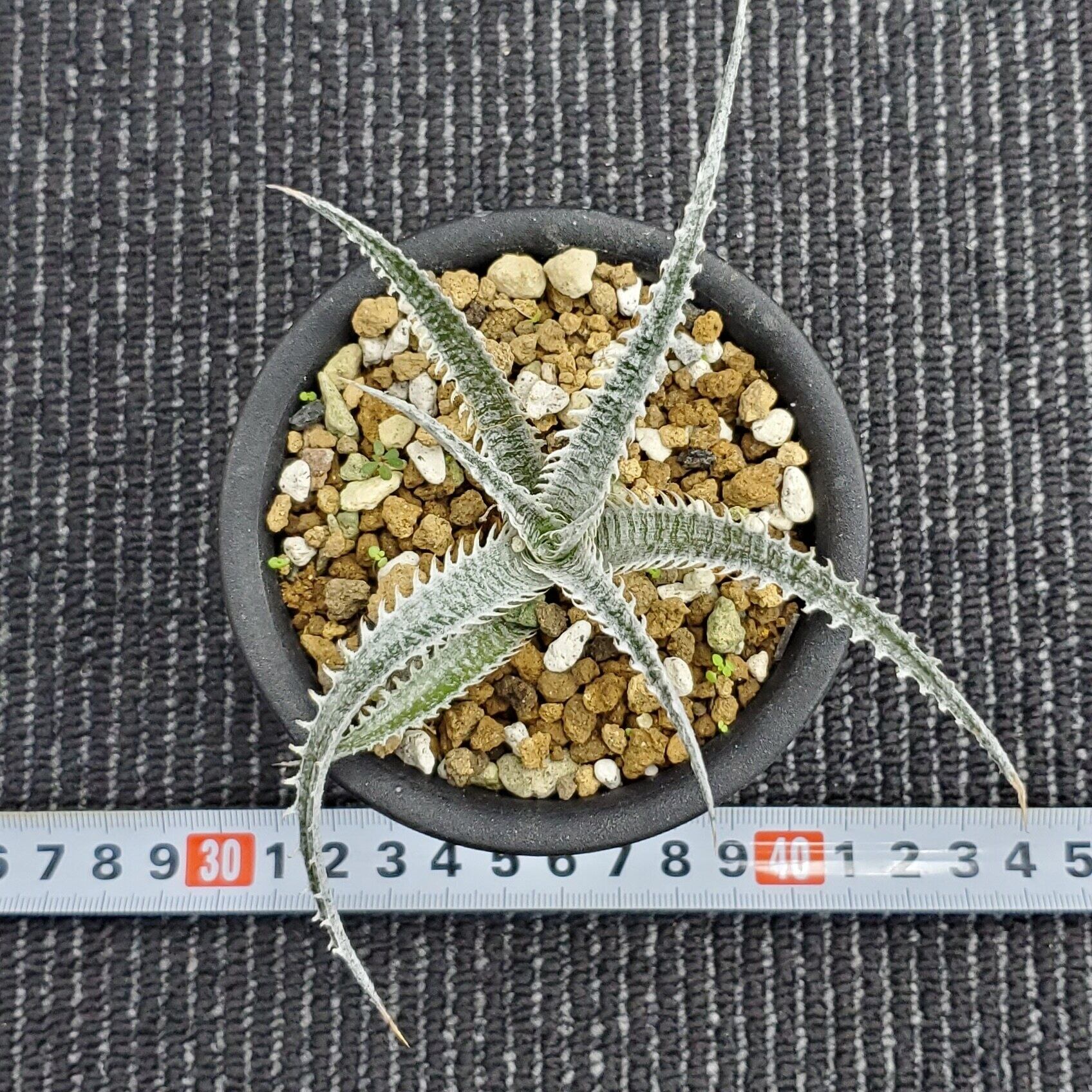 a0236_Dyckia 'Tracking Code GDD'：ディッキア・GDD（子株） | Plants ...