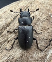 【WD】《メタリフェルホソアカ亜種フィナエ 91mm ペア》