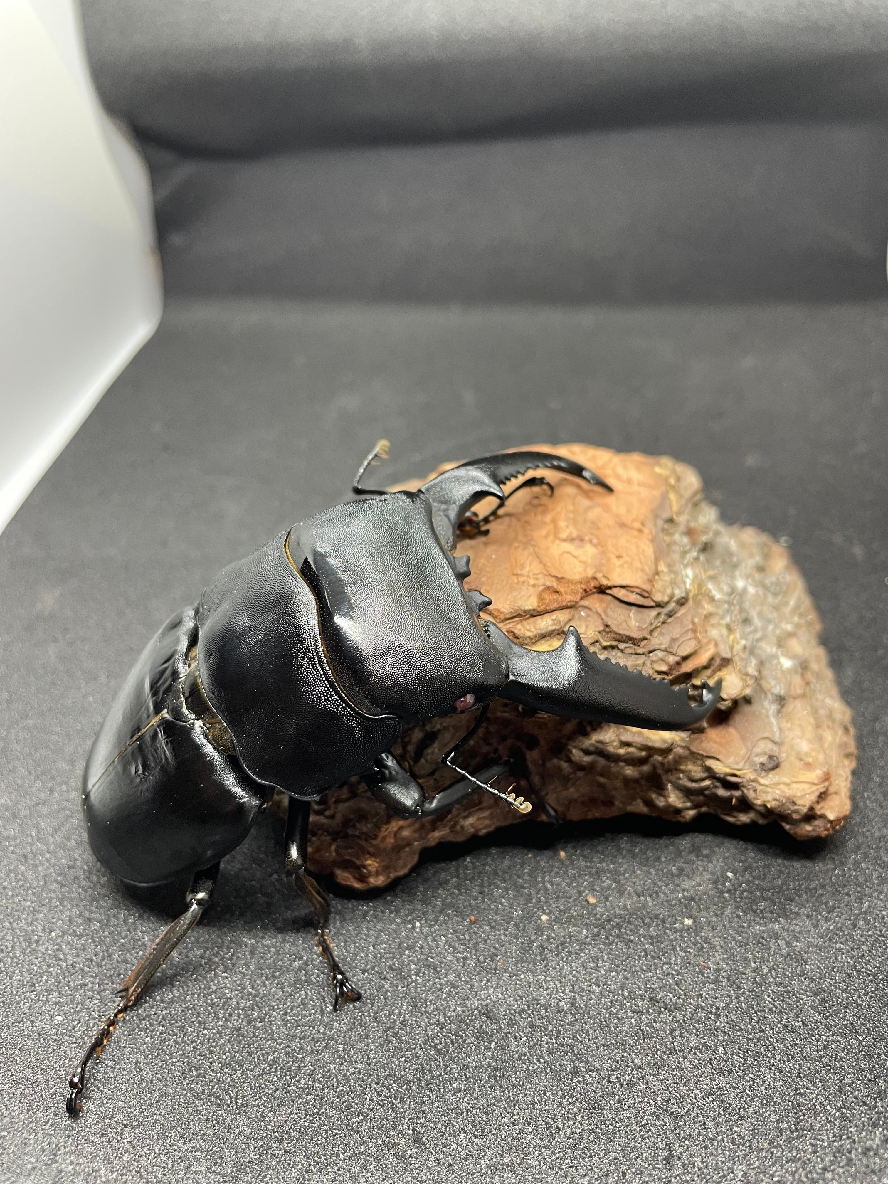 エレガンスセスジクワガタペア 即ブリ