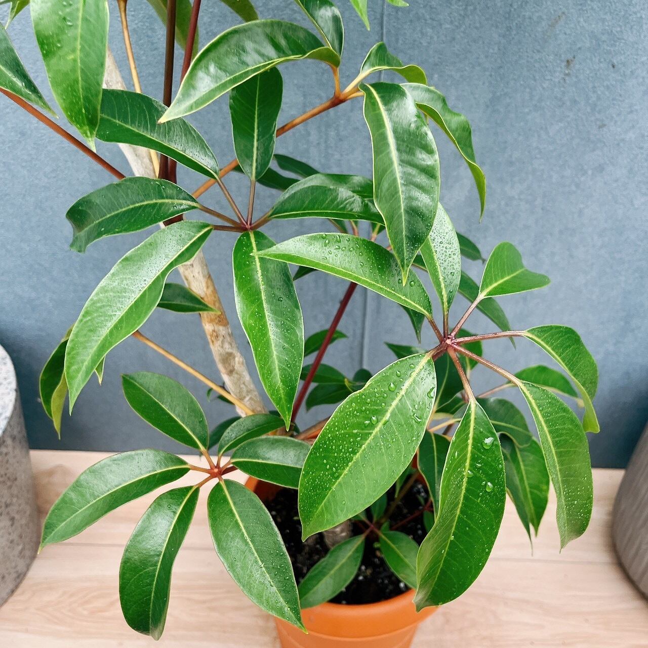 現品］ツピタンサス 8号 観葉植物 室内 大型 おしゃれ シェフレラ