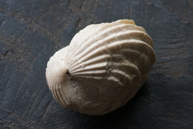 Burmirhynchia Decorata 化石 ⑦