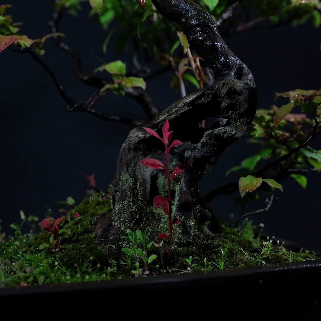 盆栽 ナツハゼ 樹高54cm ナツハゼの中品盆栽 | Pay ID