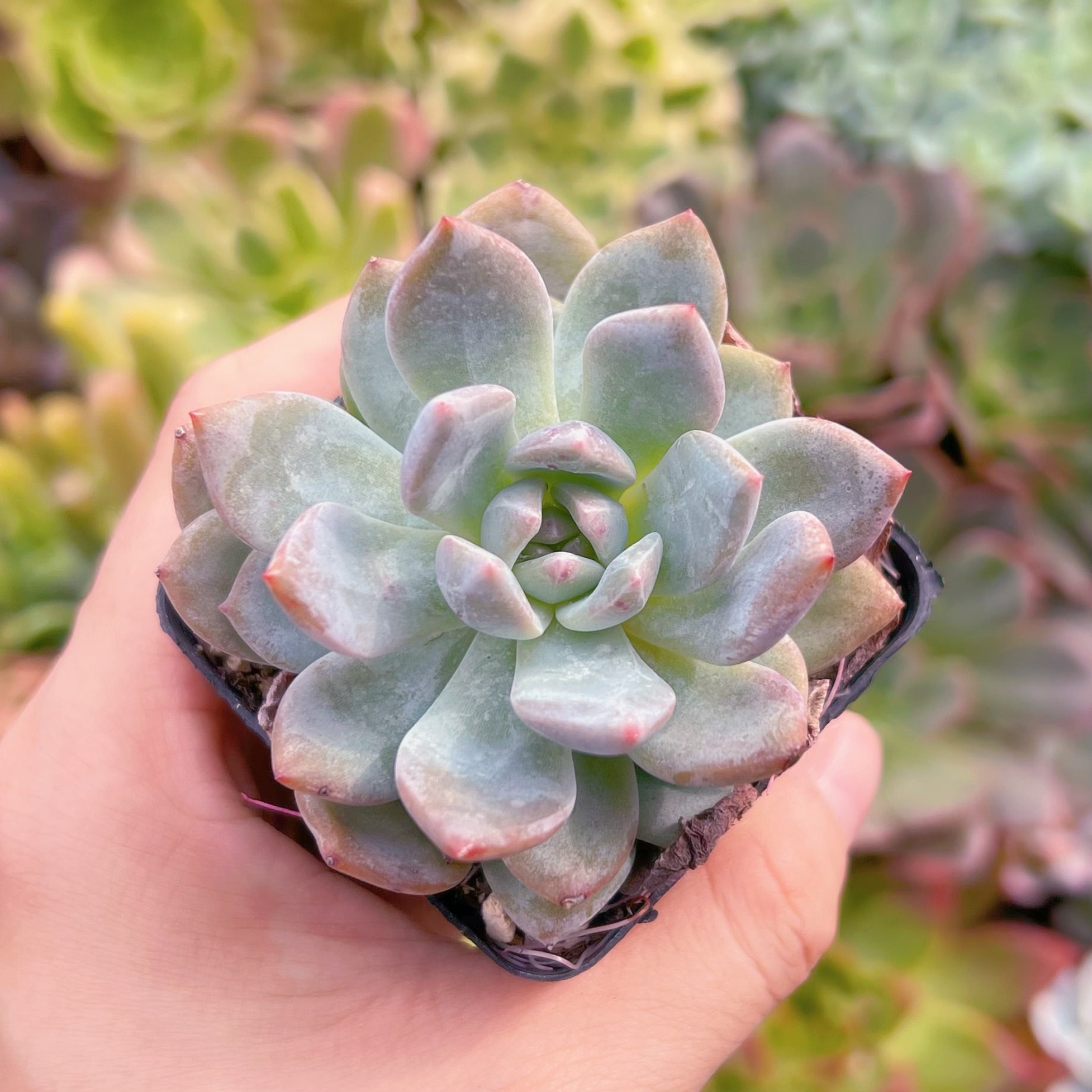 多肉植物 モンロー るる農園 | るる農園~多肉植物専門