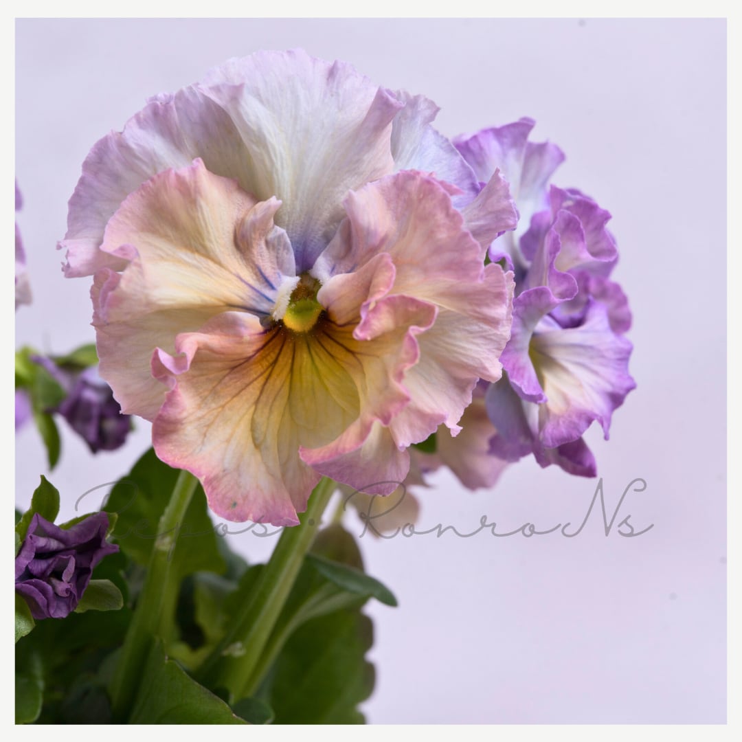 【1苗限定】桂楓園さんのパンジー:フェネデージュ・ルミエール(3号)希少 桂楓園さんの人気 寄せ植え ハンギング