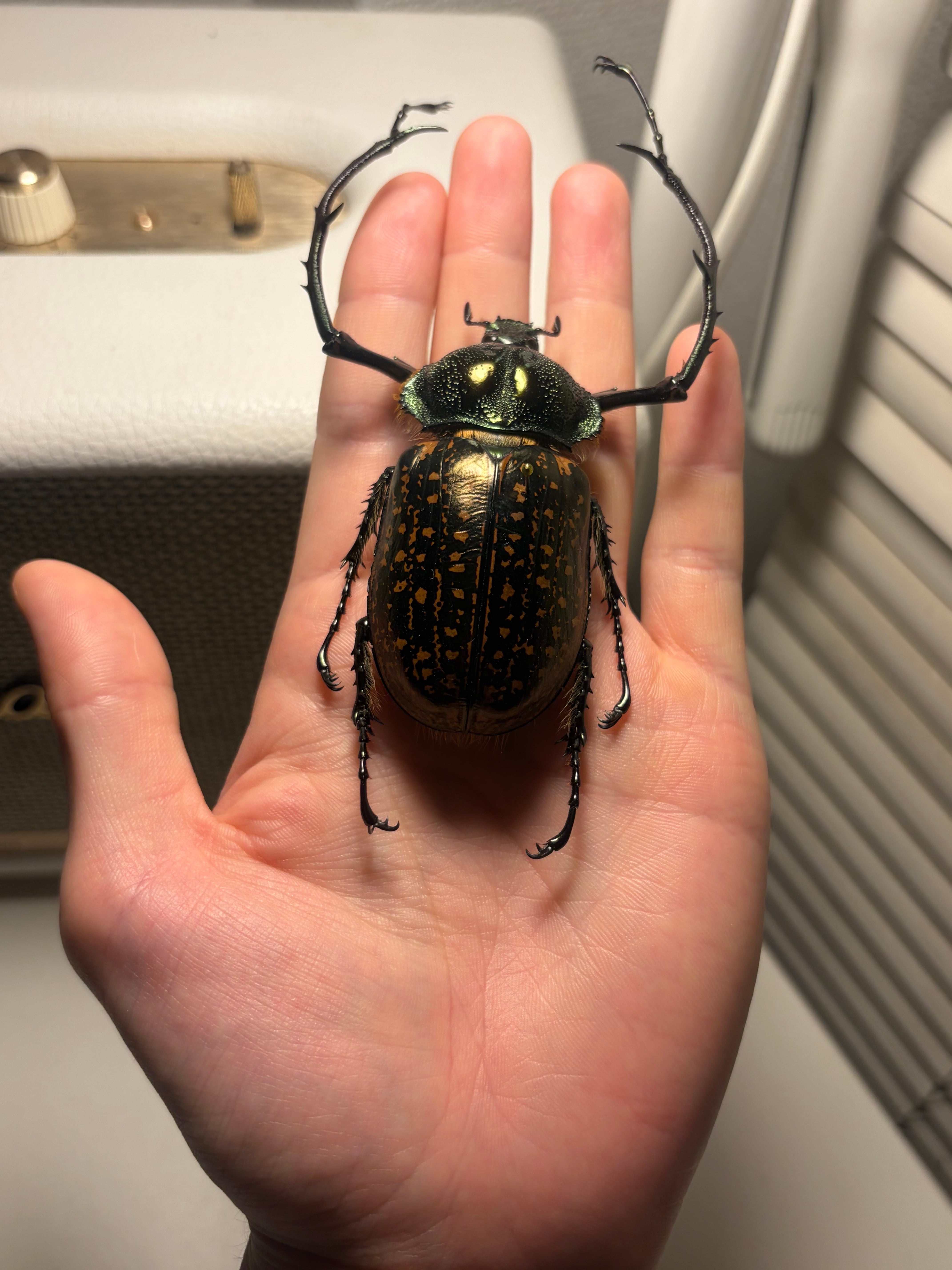 68mm】祈り拝むヤンソニーテナガコガネ カメムシサシガメ甲虫標本