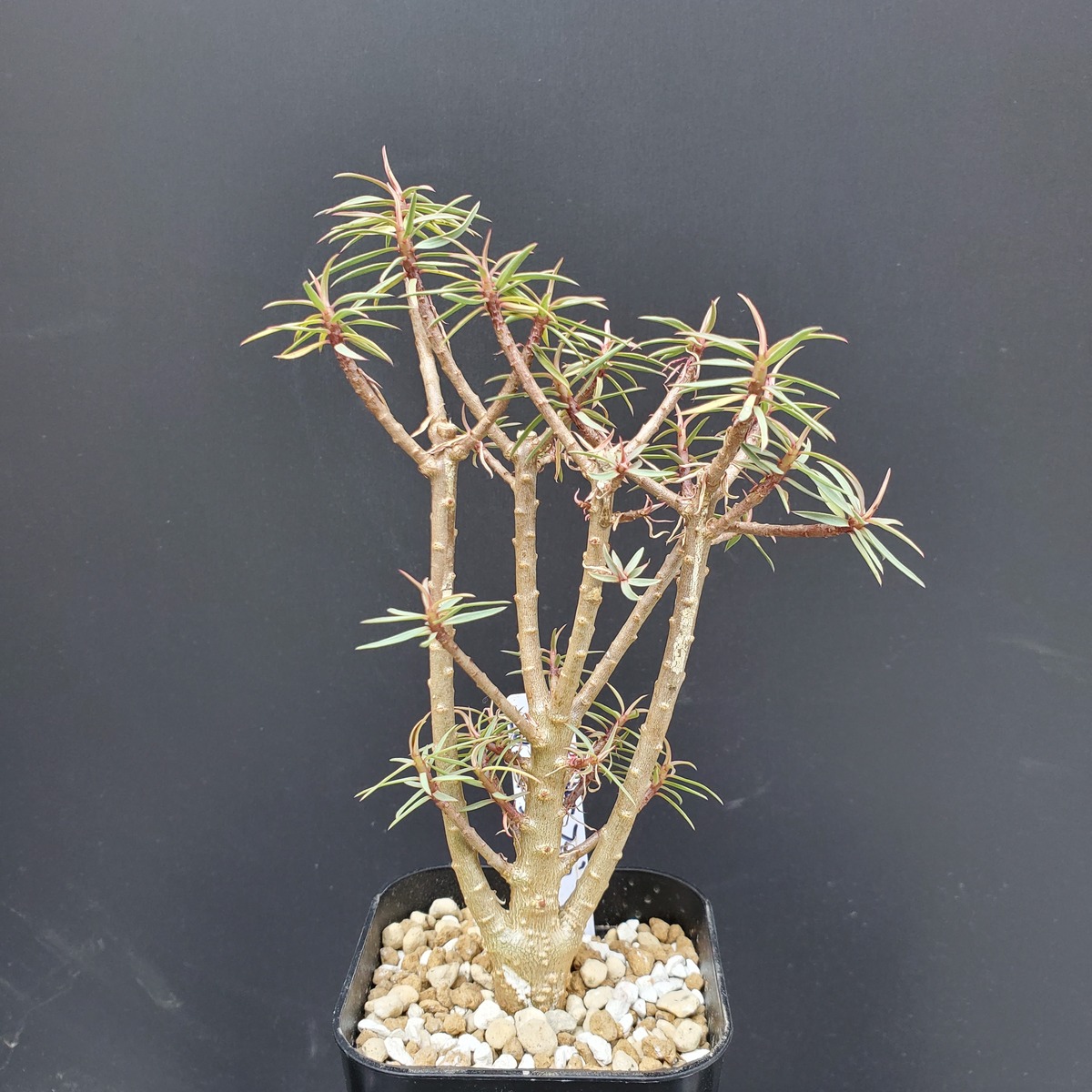 国内実生株】 Euphorbia balsamifera ユーフォルビア バルサミフェラ  