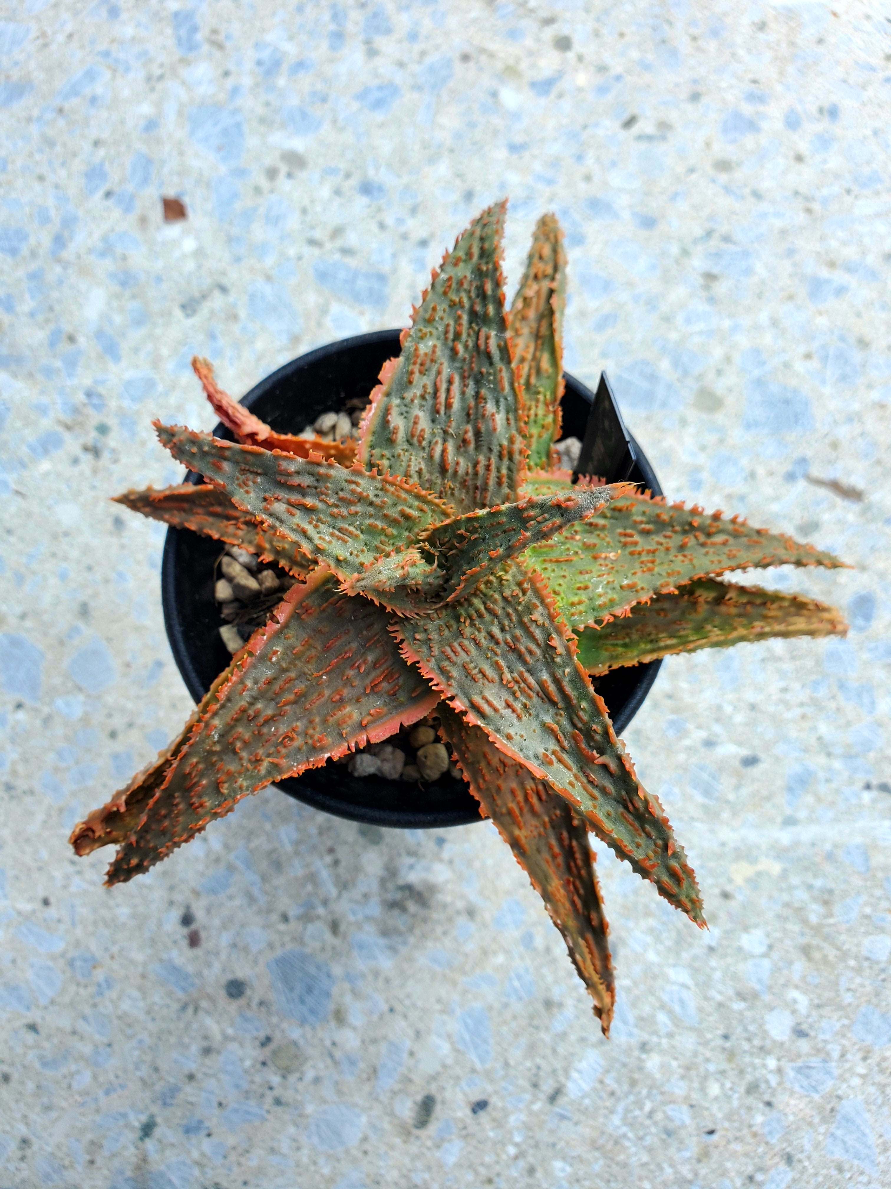 イタリア メリ・ピエーロ社『Flesh for the garden』A・リンチ カンポダルキ・アルジェント ビアンケッロ・デル・メタウロ