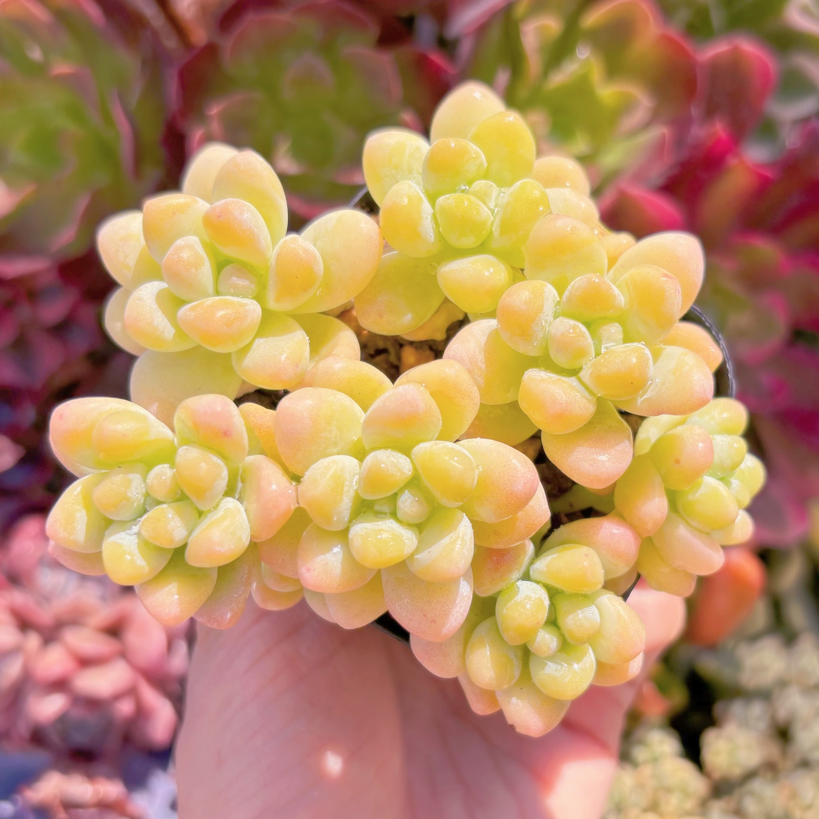 現品　天使の雫#249　るる農園