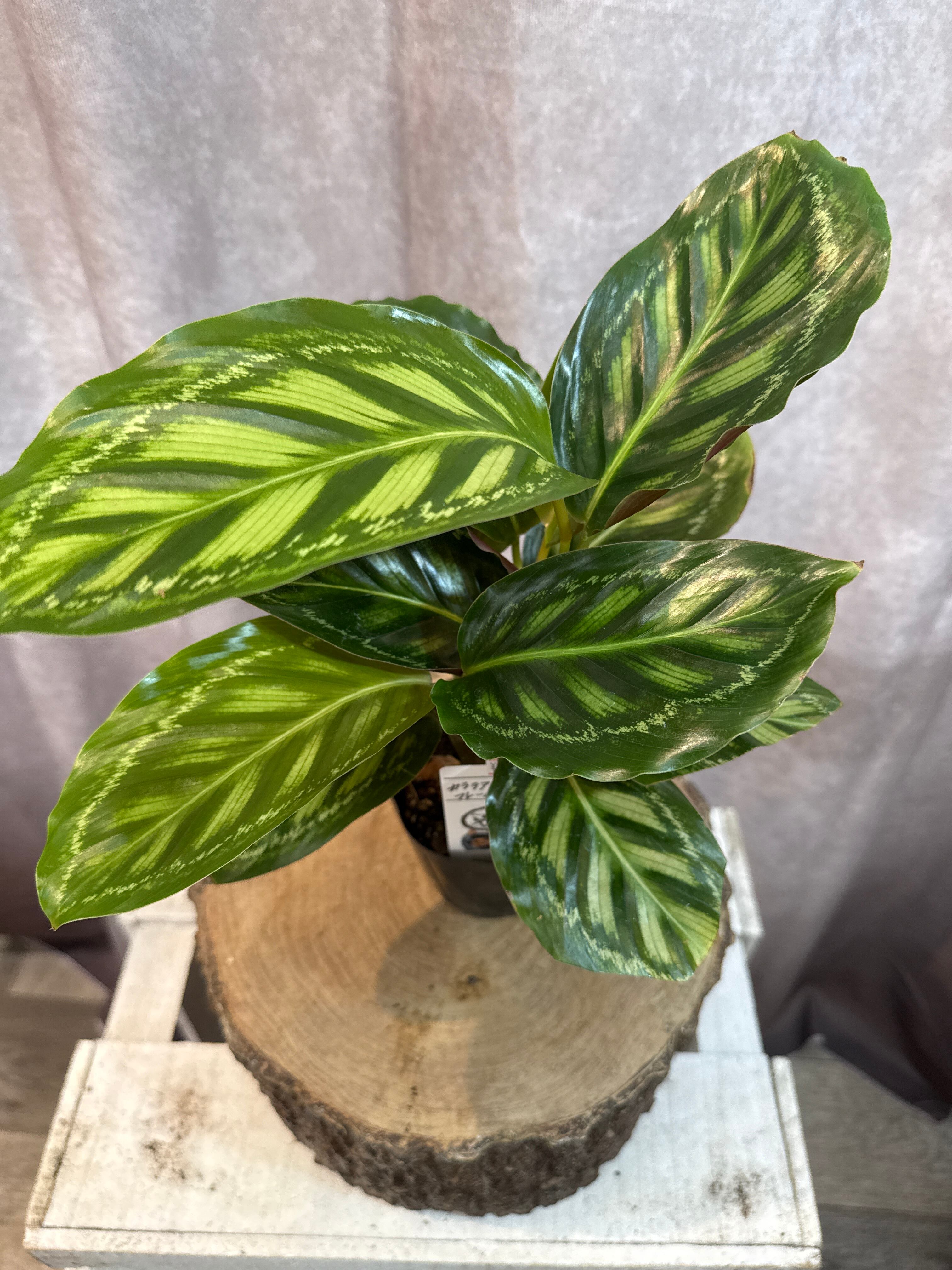 カラテア・マランタ類 | Gardenえん 【観葉熱帯植物】