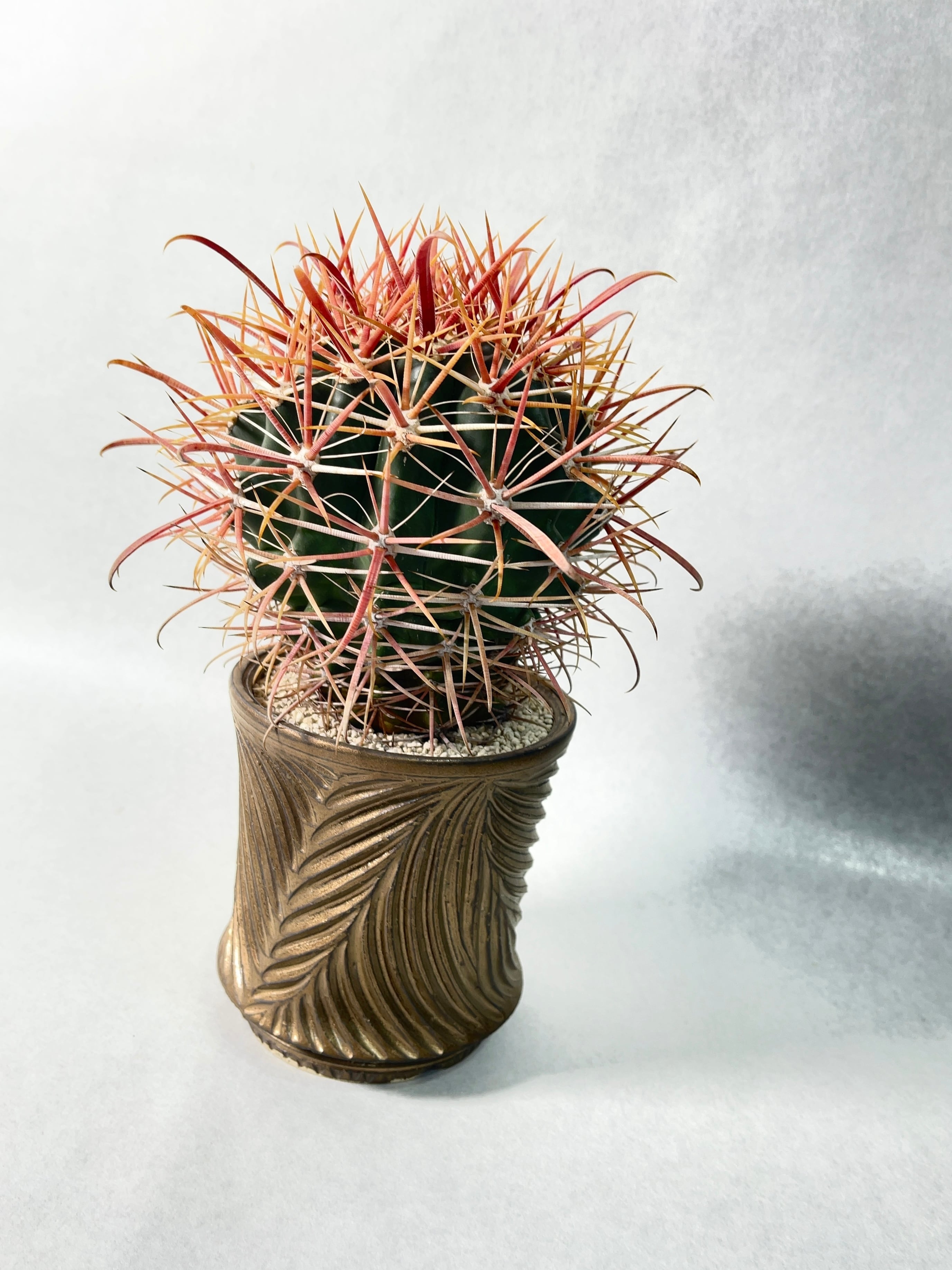 サボテン フェロカクタス 刈穂玉 フェロカクタス・刈穂玉 | trigger