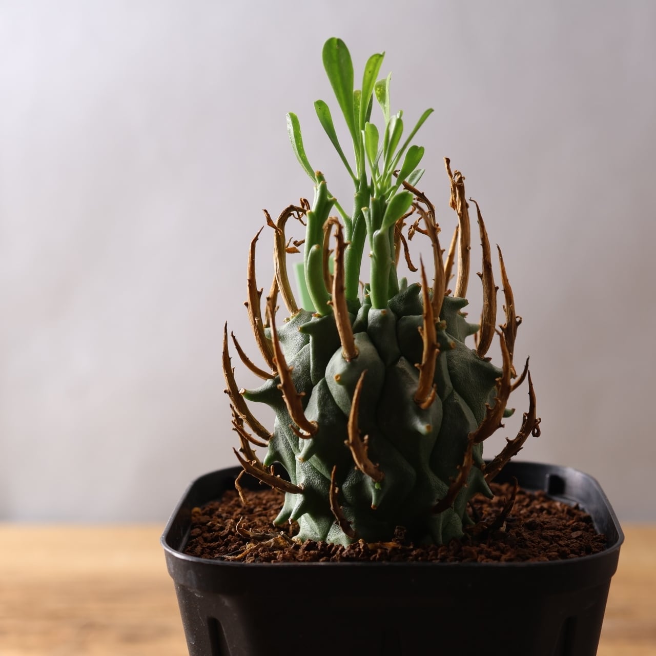 354 空へ突き上げる大地のツノ『実生ユーフォルビア 闘牛角』観葉植物