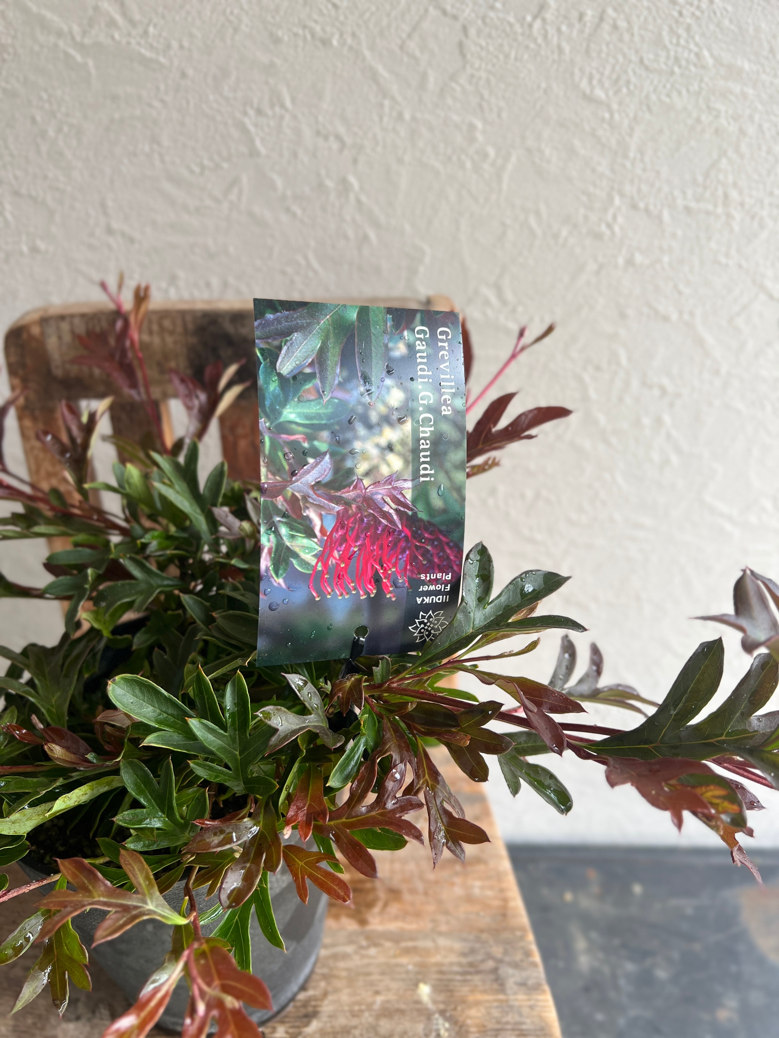 グレビレア ガウディチャウディ③ | 沼ノ上農園