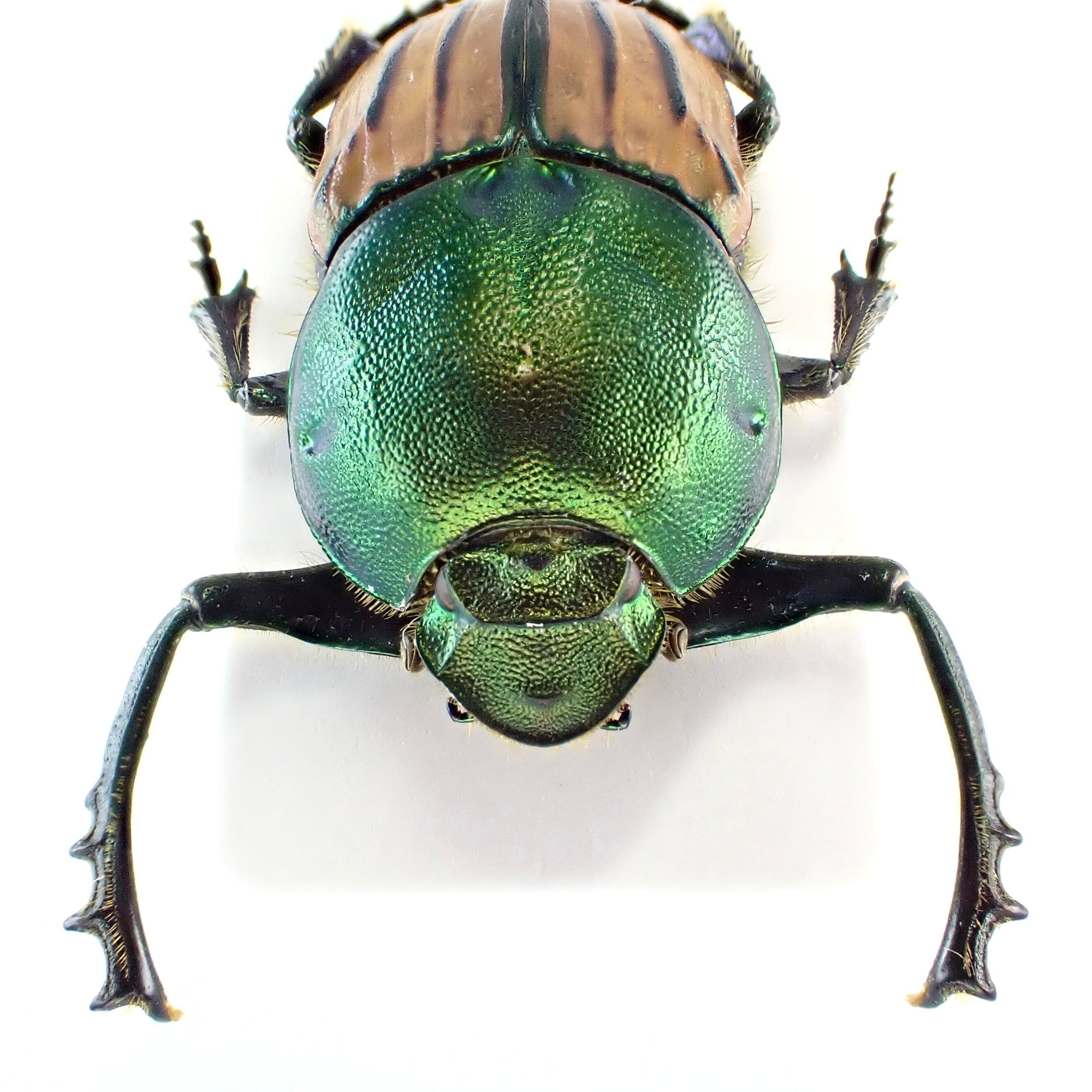 ロシア産 Onitis humerosus ♂ 18mm 緑橙 XL | 昆虫標本 Diggers & Rollers