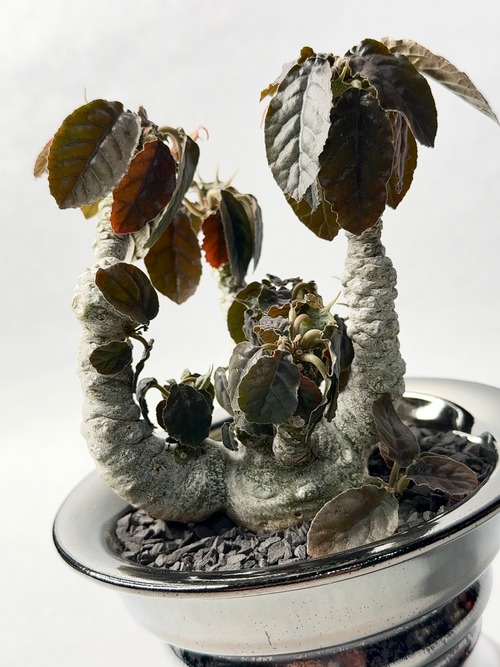 ドルステニア・フォエチダ