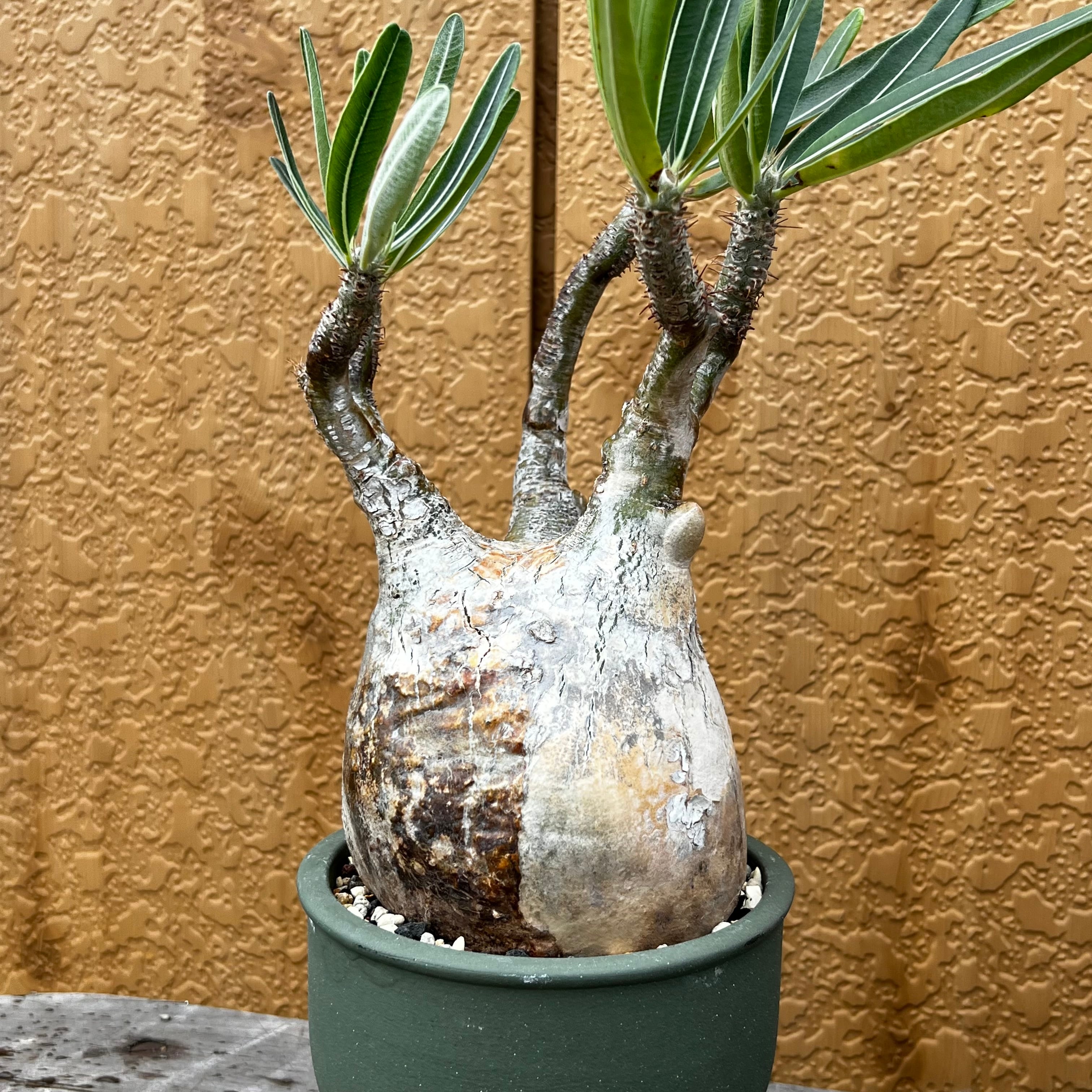 パキポディウム ・マカイエンセ 赤肌 発根済 現地球 プラ鉢 検）グラキリス 